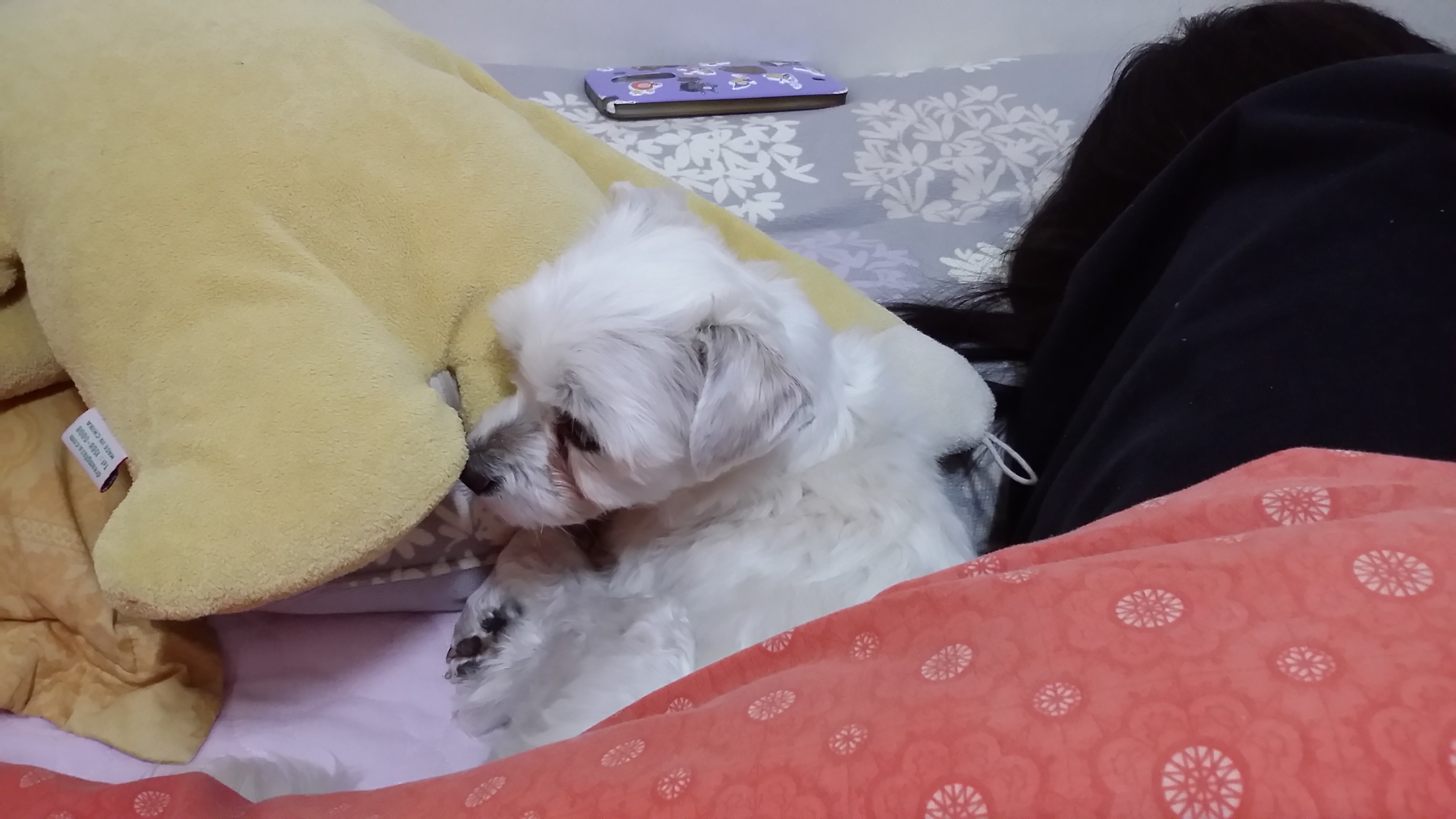 회룡이(영광이) 사진~