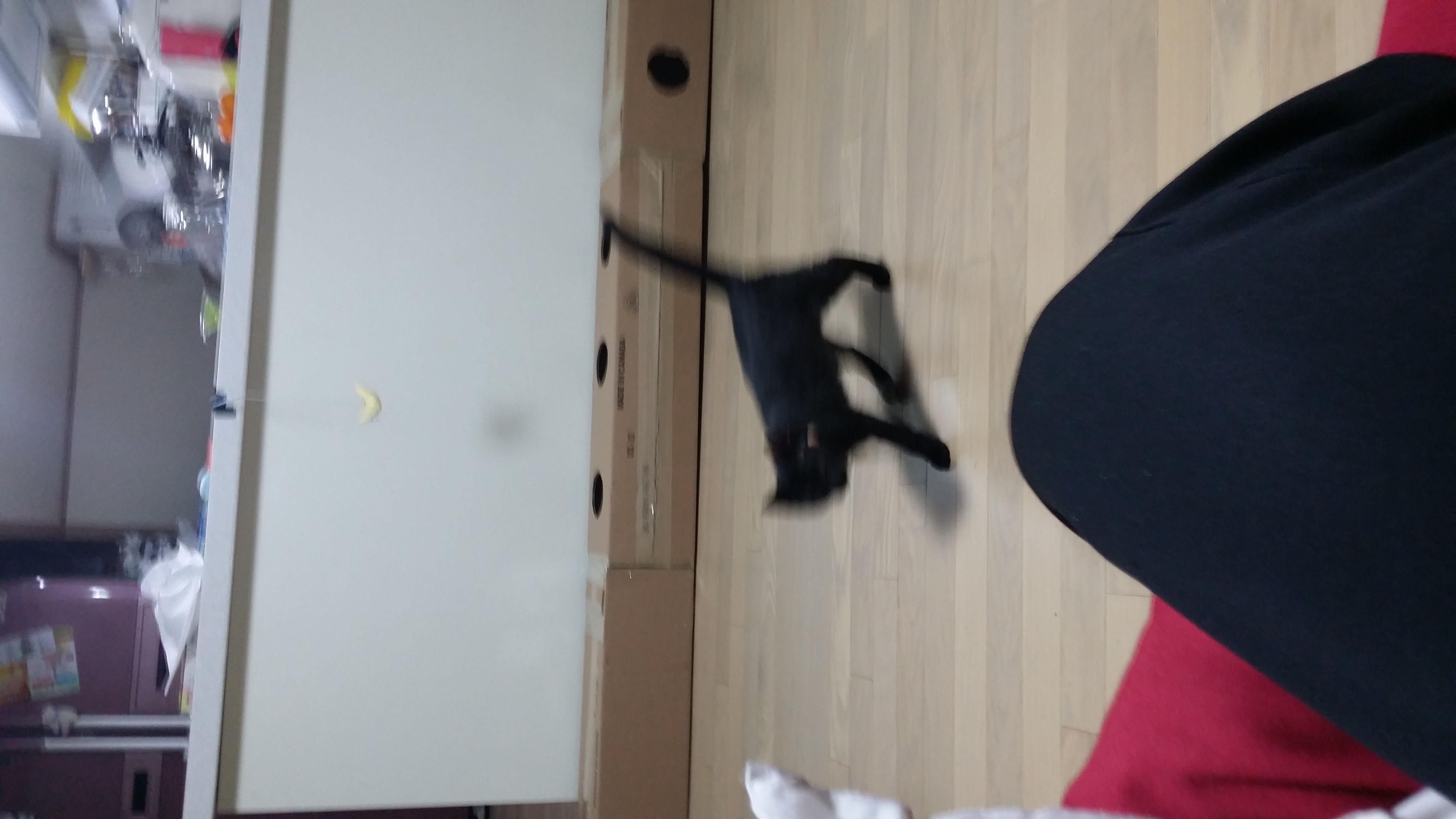 희대의 사기묘 콜라~
