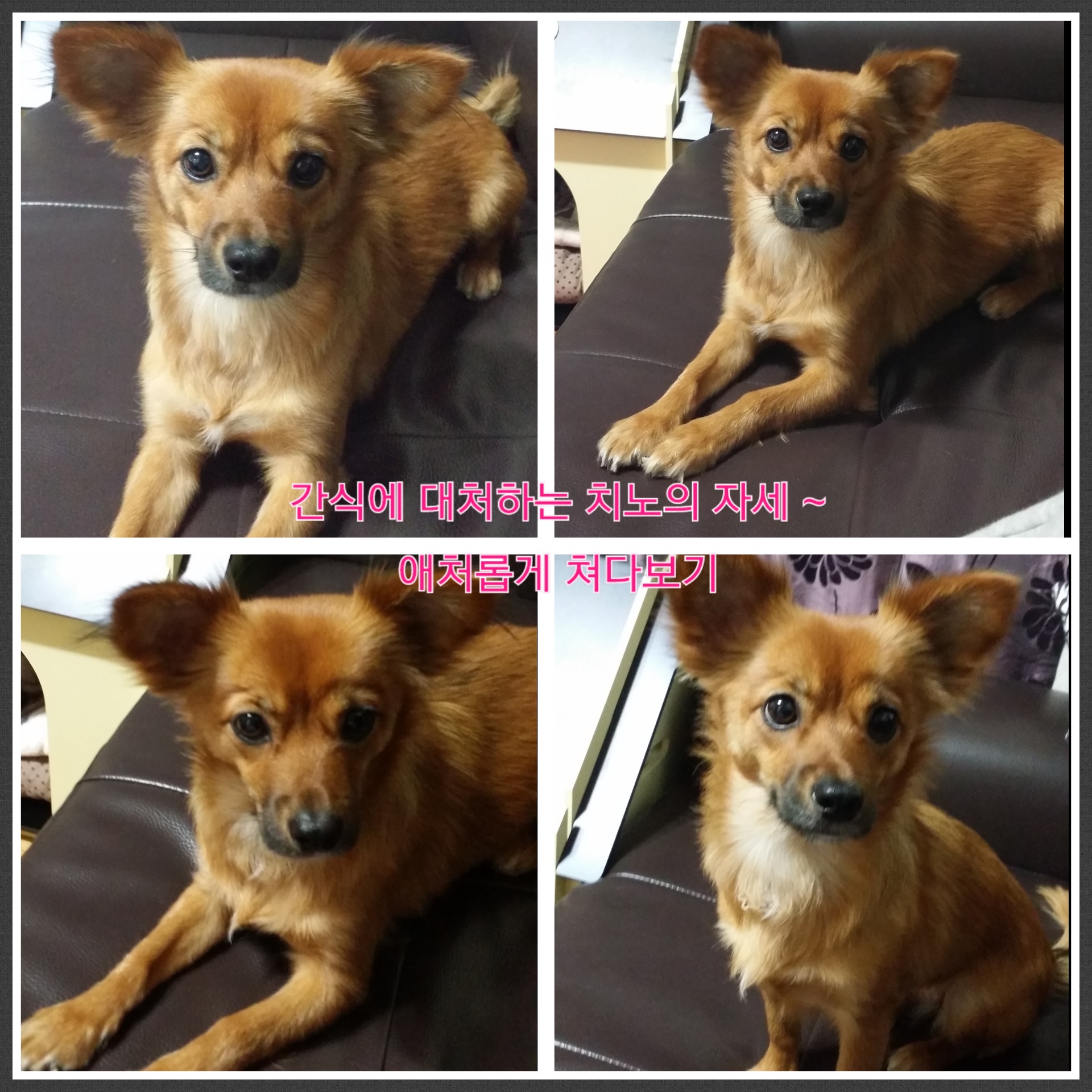 오랜만에 치노 소식 올립니다^^