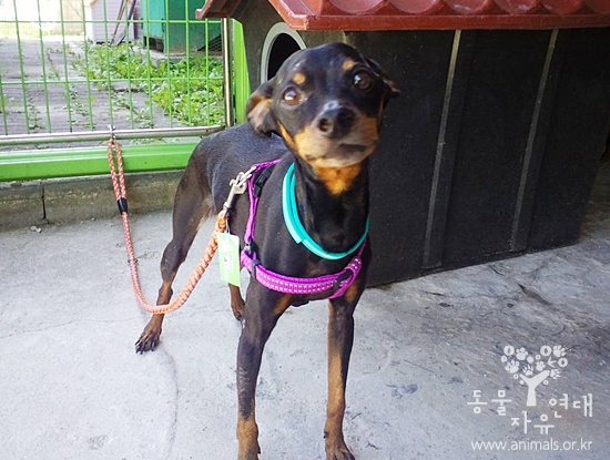 11년 9월 22일 입양된 미니핀 헐크 소식 전합니다.