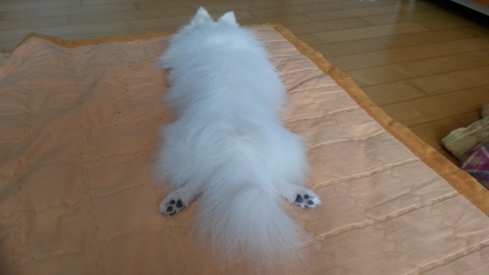 벌써 1달 ^.~  하니(하리) 2번째 후기에요 ㅎ
