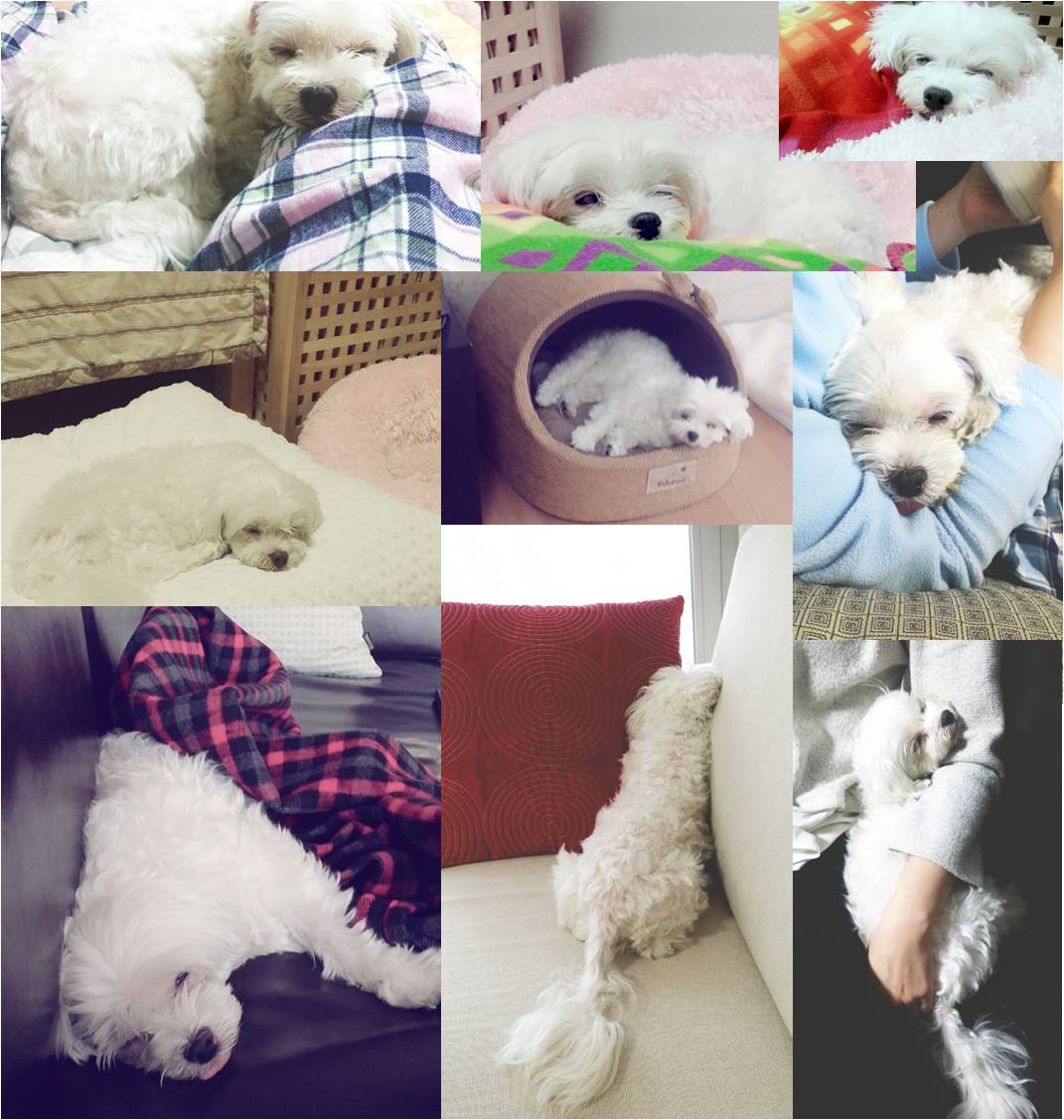 호두(건이) 오랫만에 안부 전합니다.^^