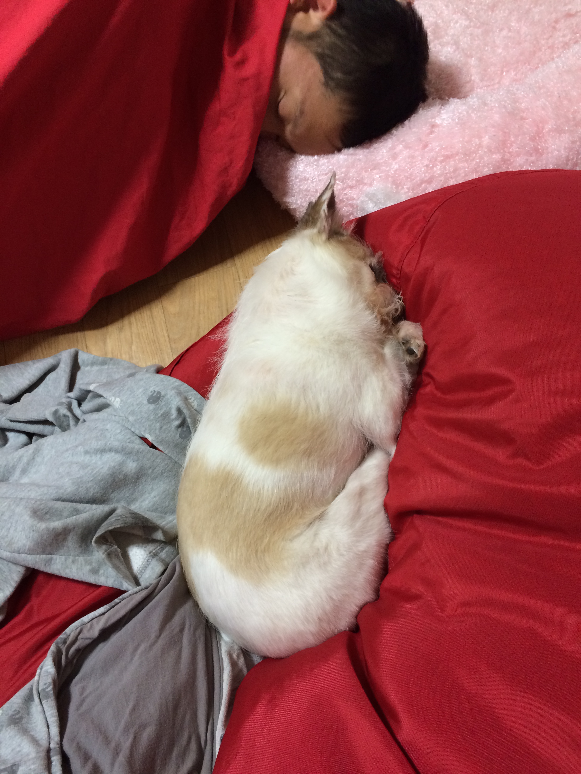 오랜만에 하랑이 사진 올려요~1