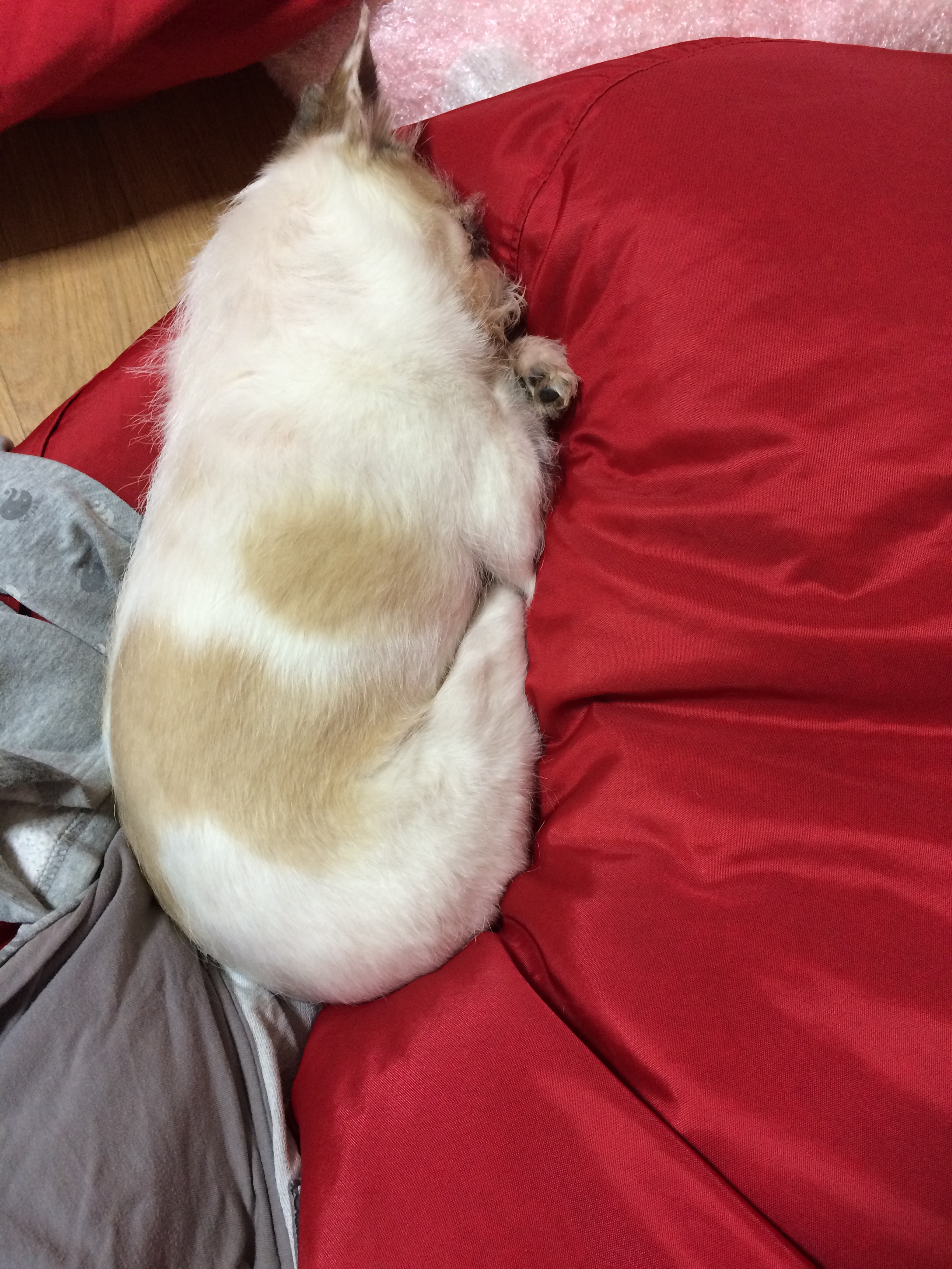 오랜만에 하랑이 사진 올려요~1