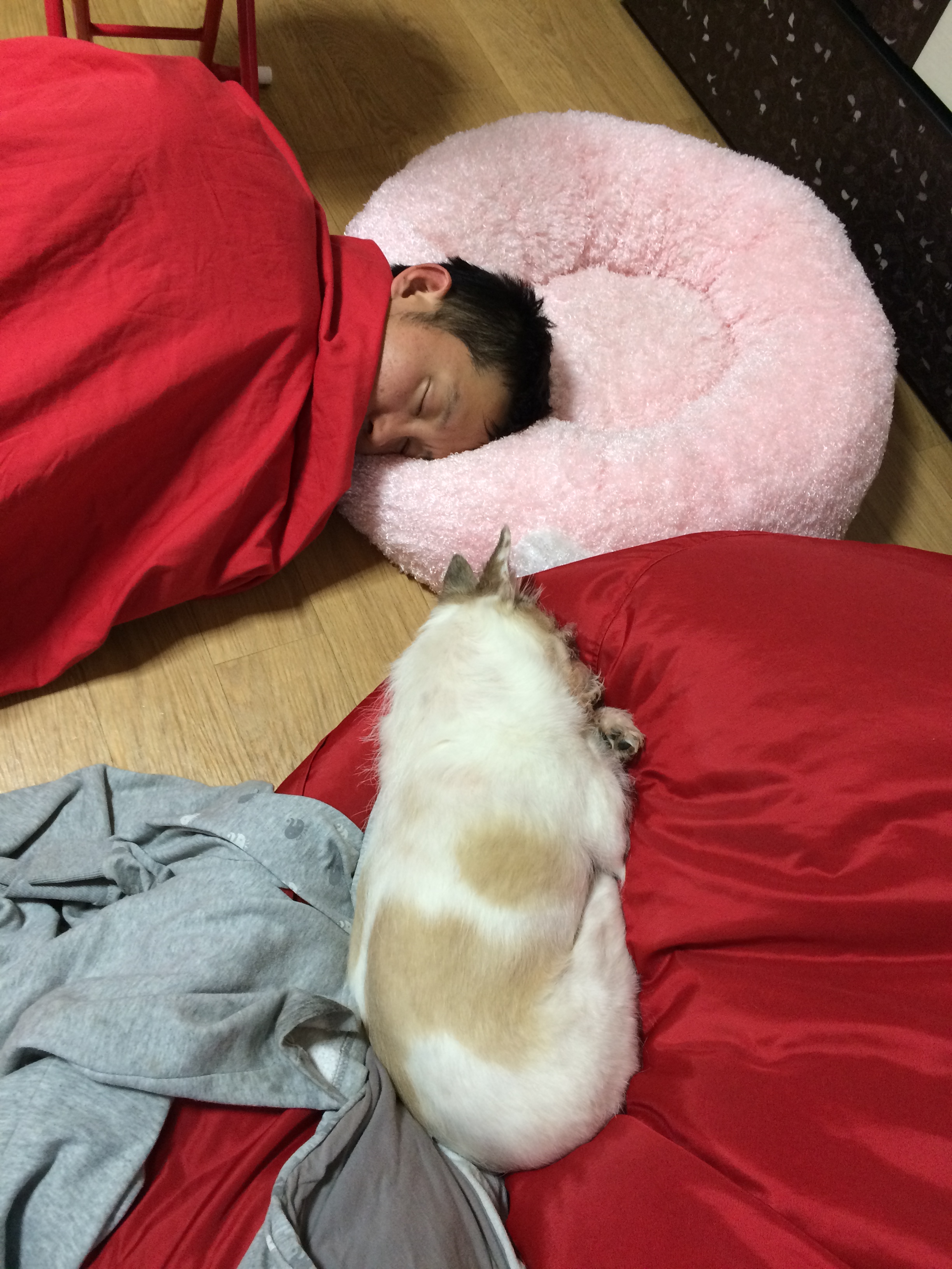 오랜만에 하랑이 사진 올려요~1