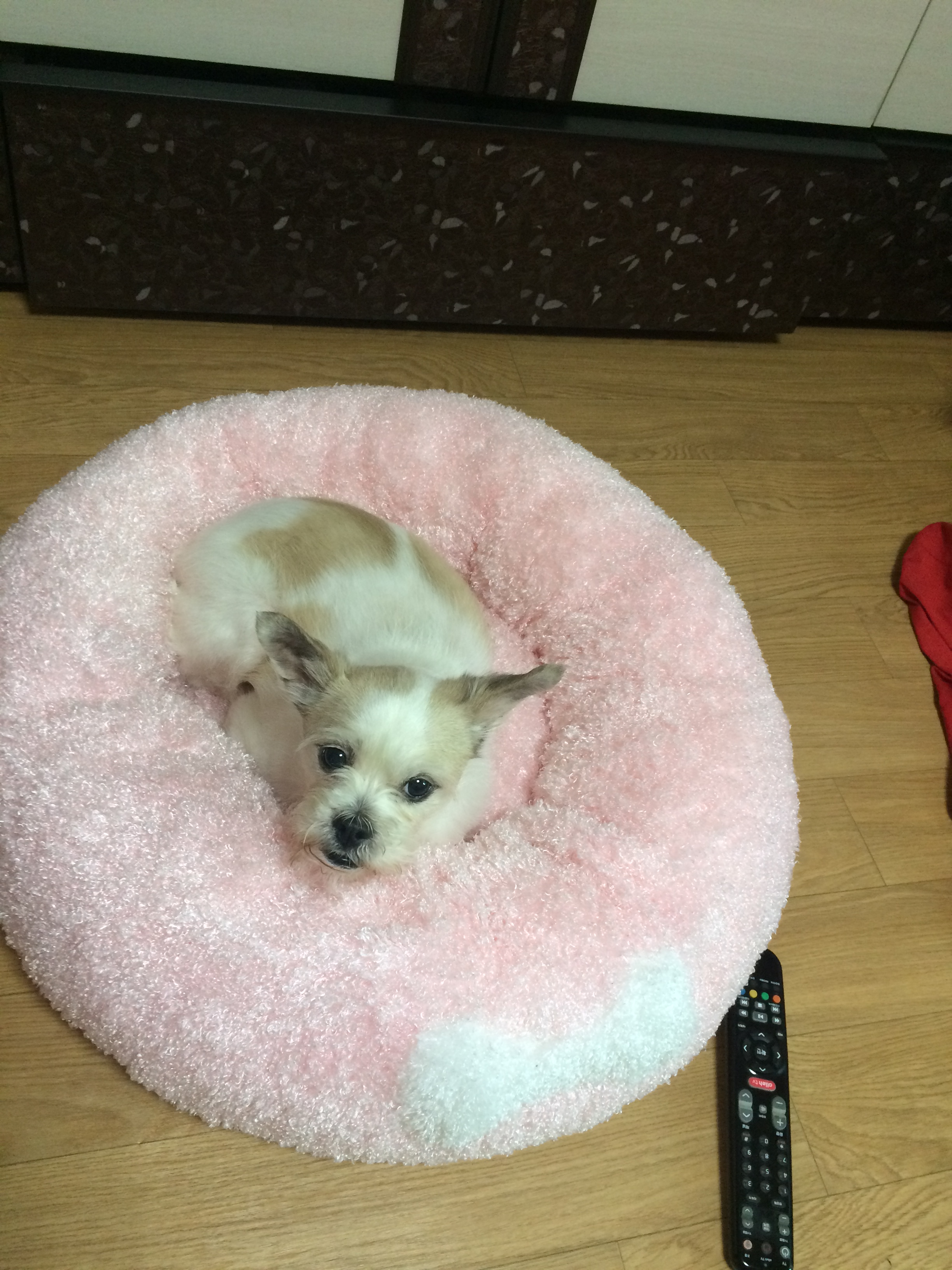 오랜만에 하랑이 사진 올려요~2