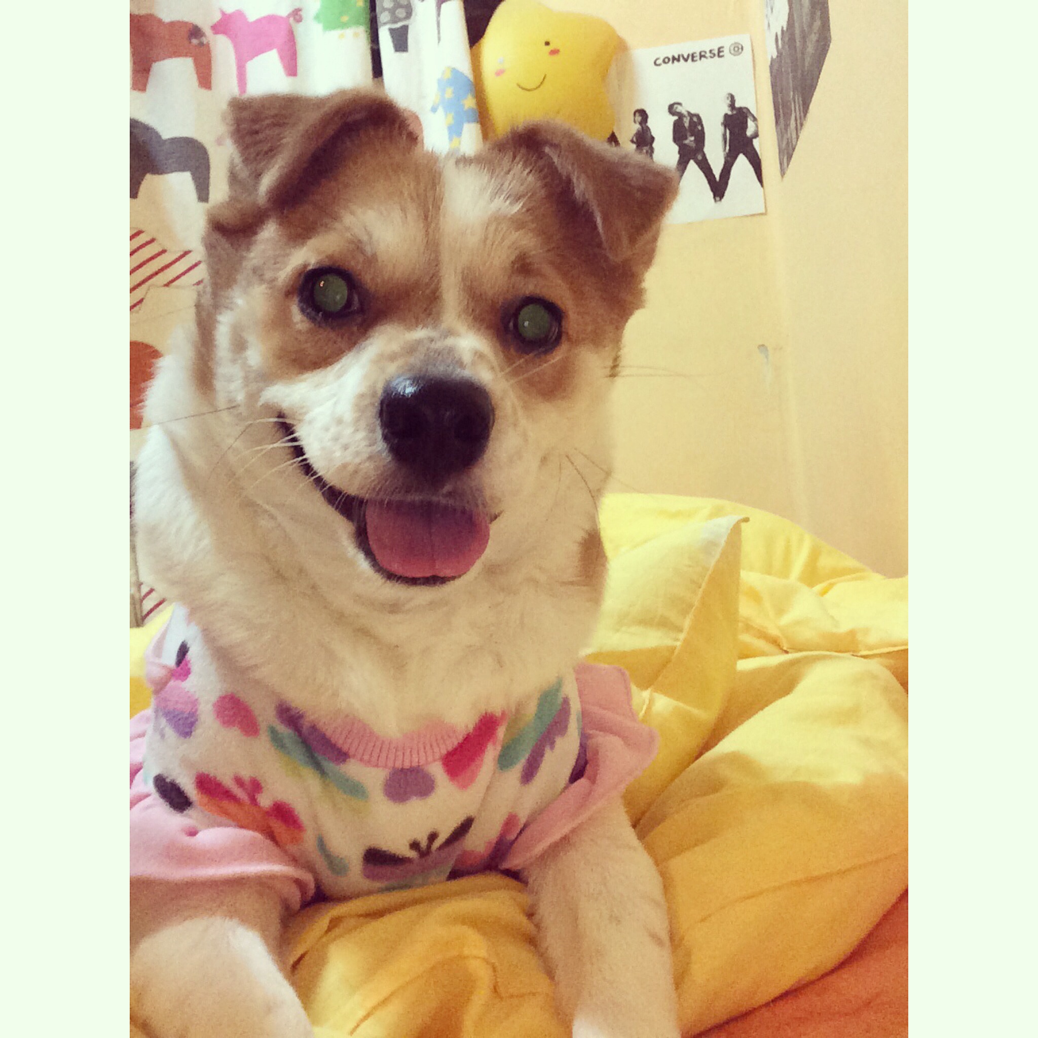 오랜만에 돼지 왔어요^^