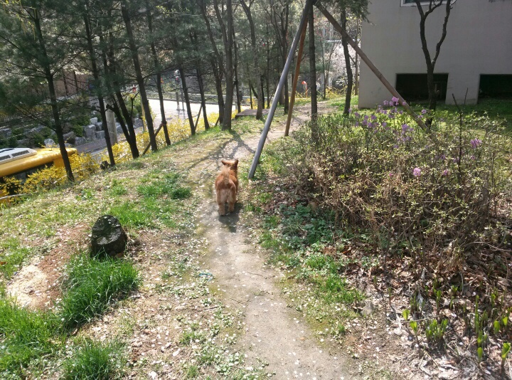 또미가 하늘나라 별이 되어갔습니다...
