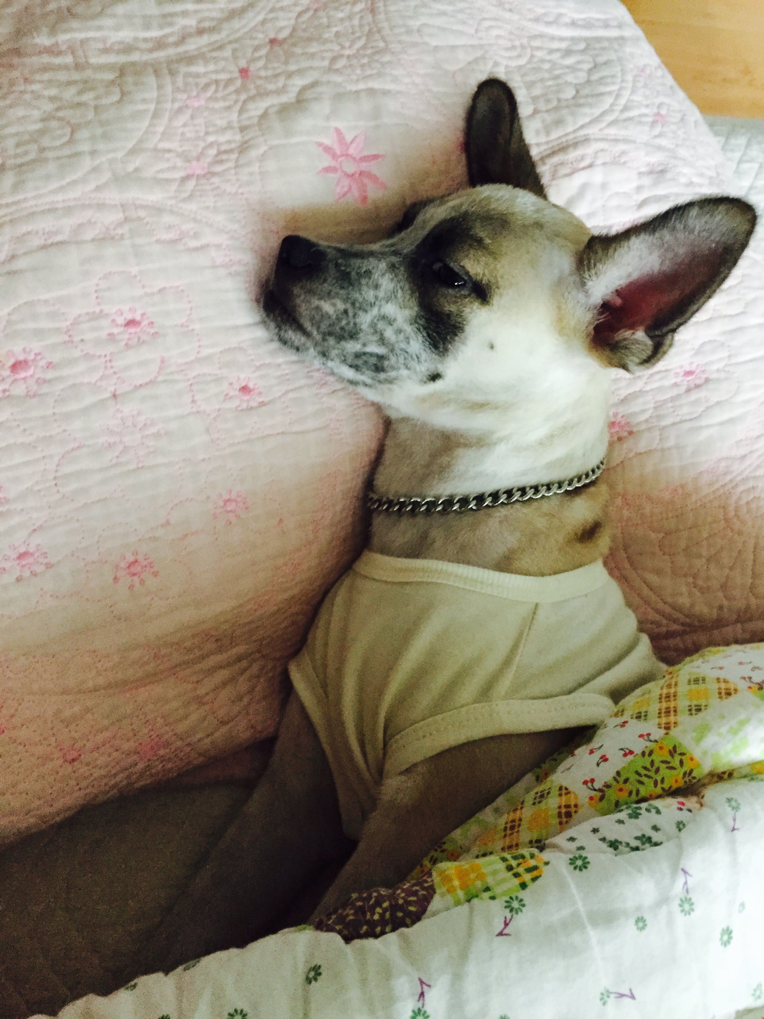 진빵이 호빵이2차