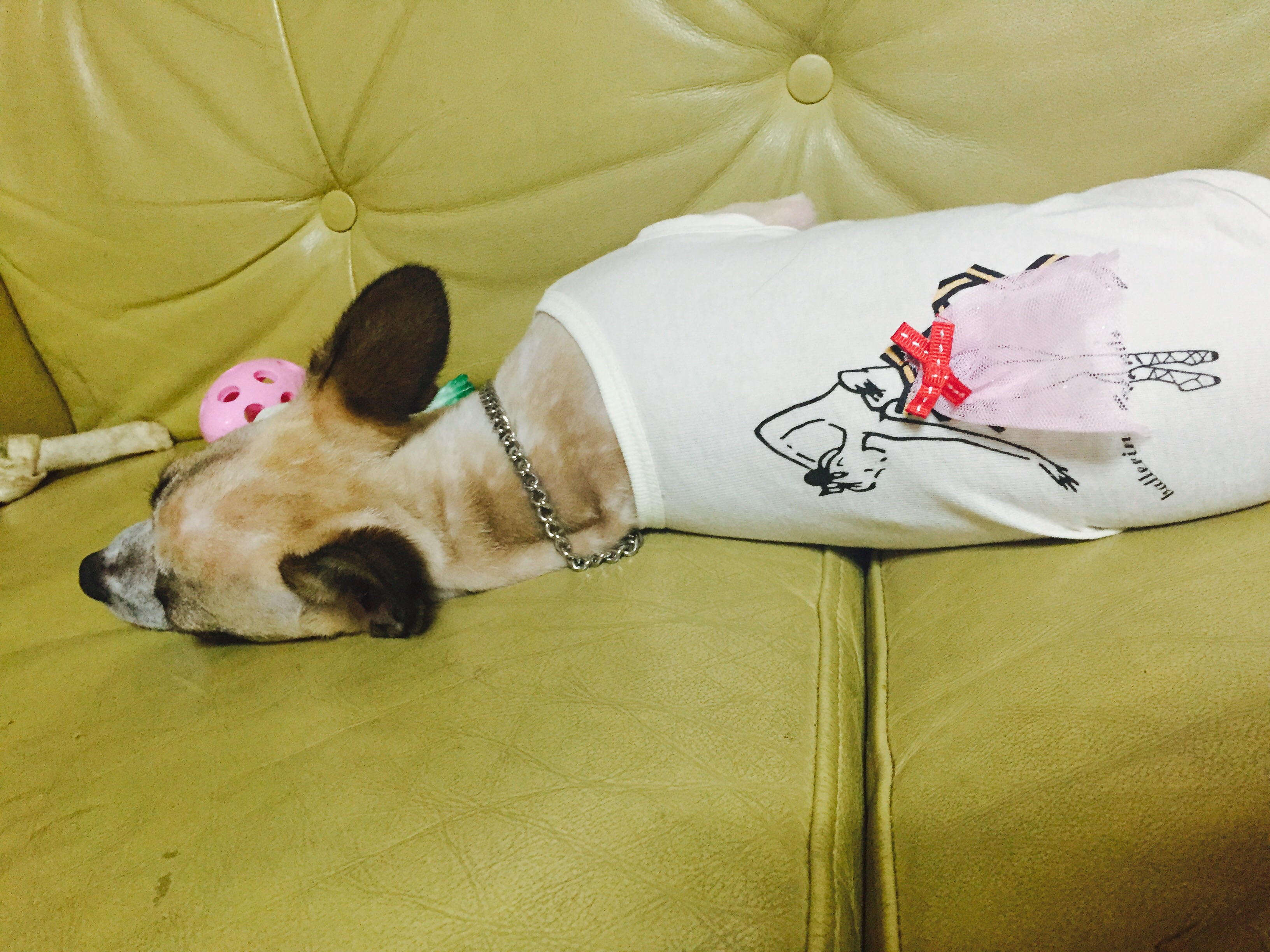 진빵이 호빵이2차