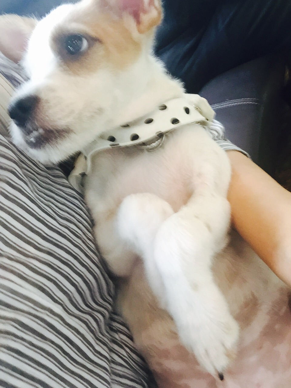 찐빵이 호빵이 3차 소식