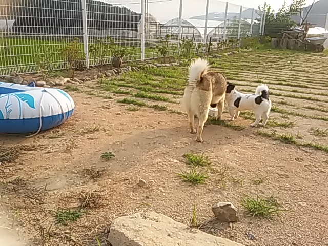 레오에게 천둥이 형아가 생겼어요!!!!^^