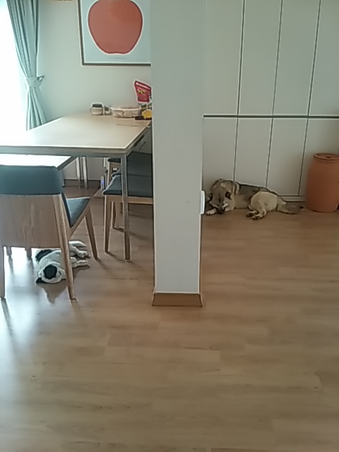 레오에게 천둥이 형아가 생겼어요!!!!^^