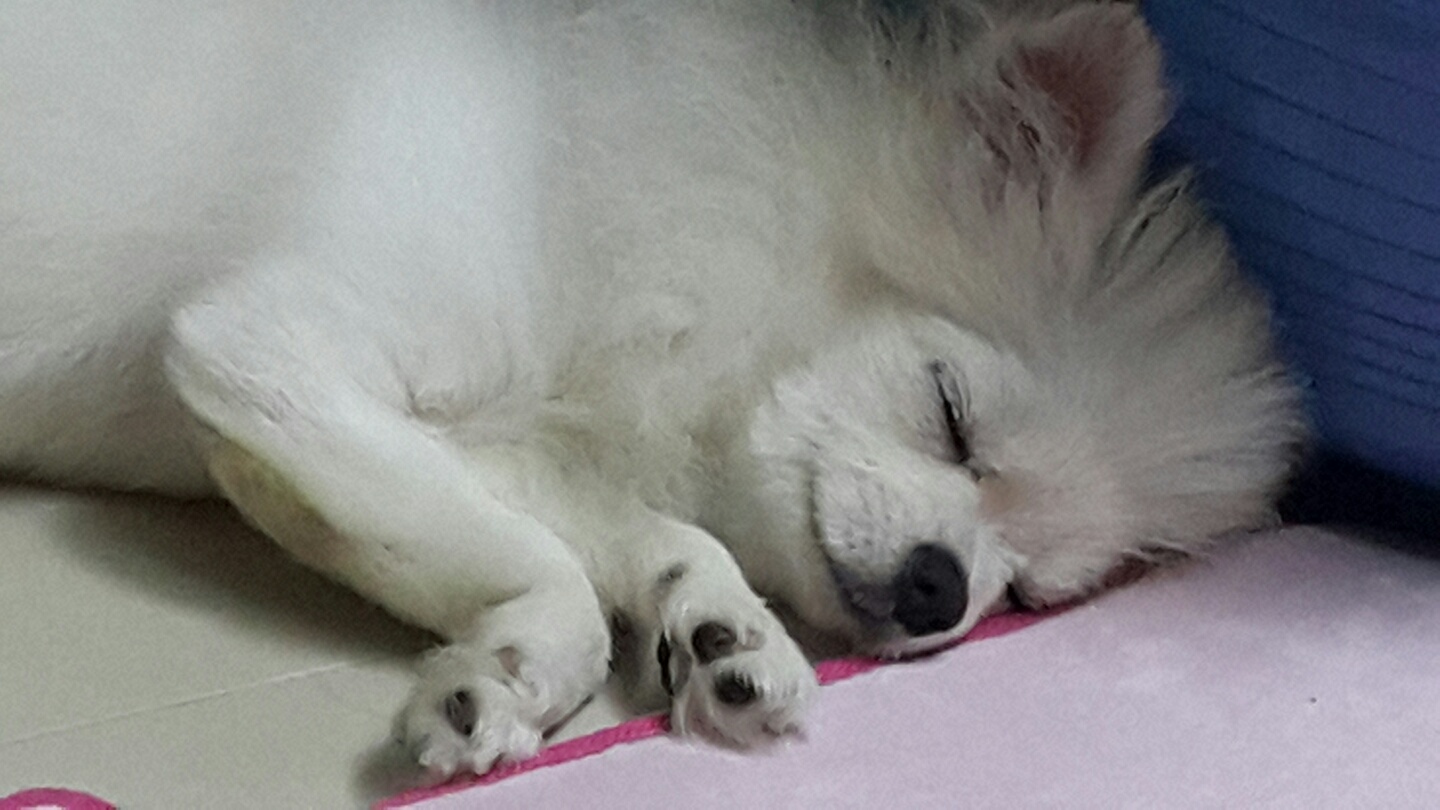 설이 (샤니) 입양 3일차입니다.