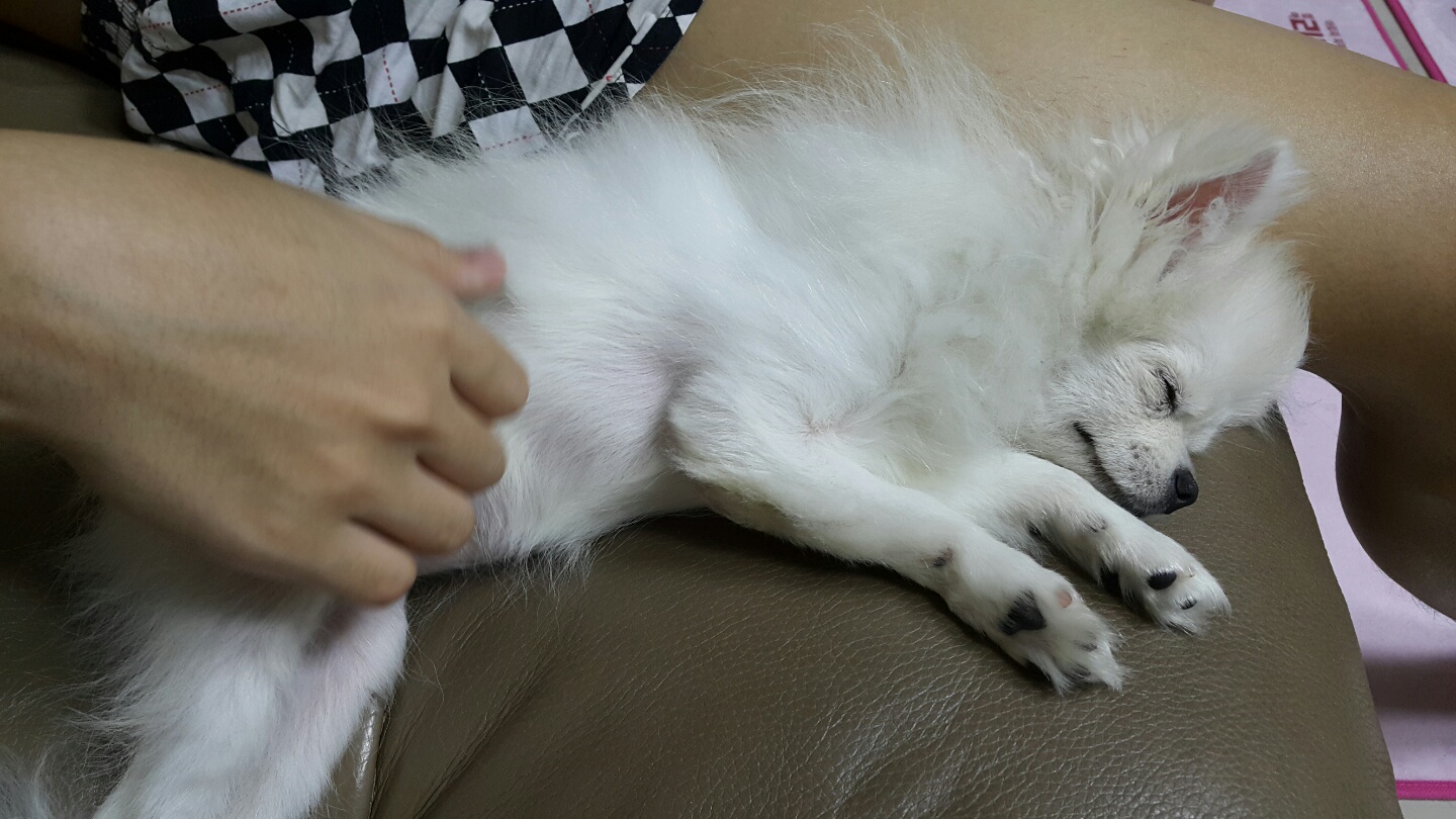 설이 (샤니) 입양 3일차입니다.
