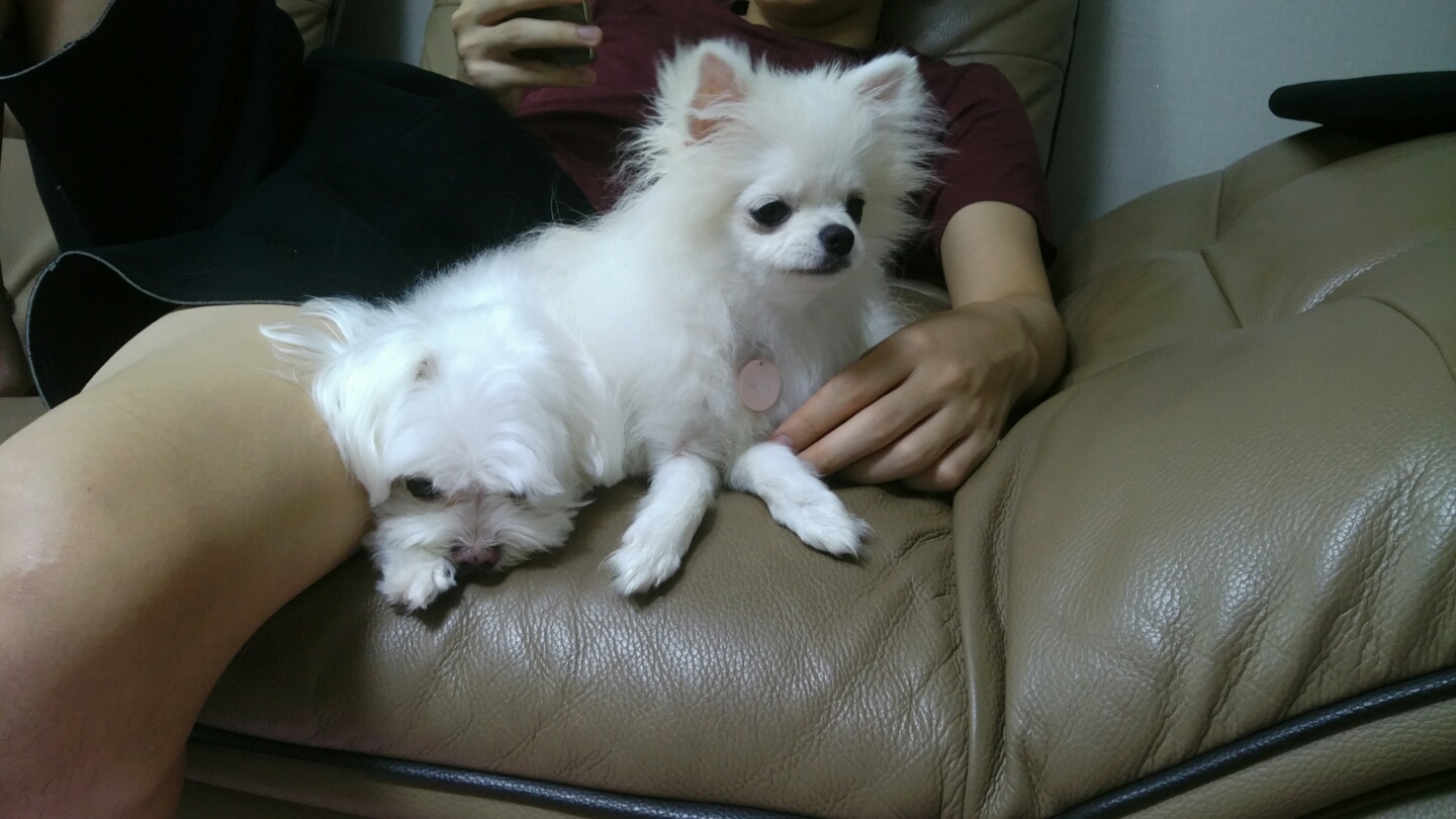 설이 (샤니) 입양 3일차입니다.