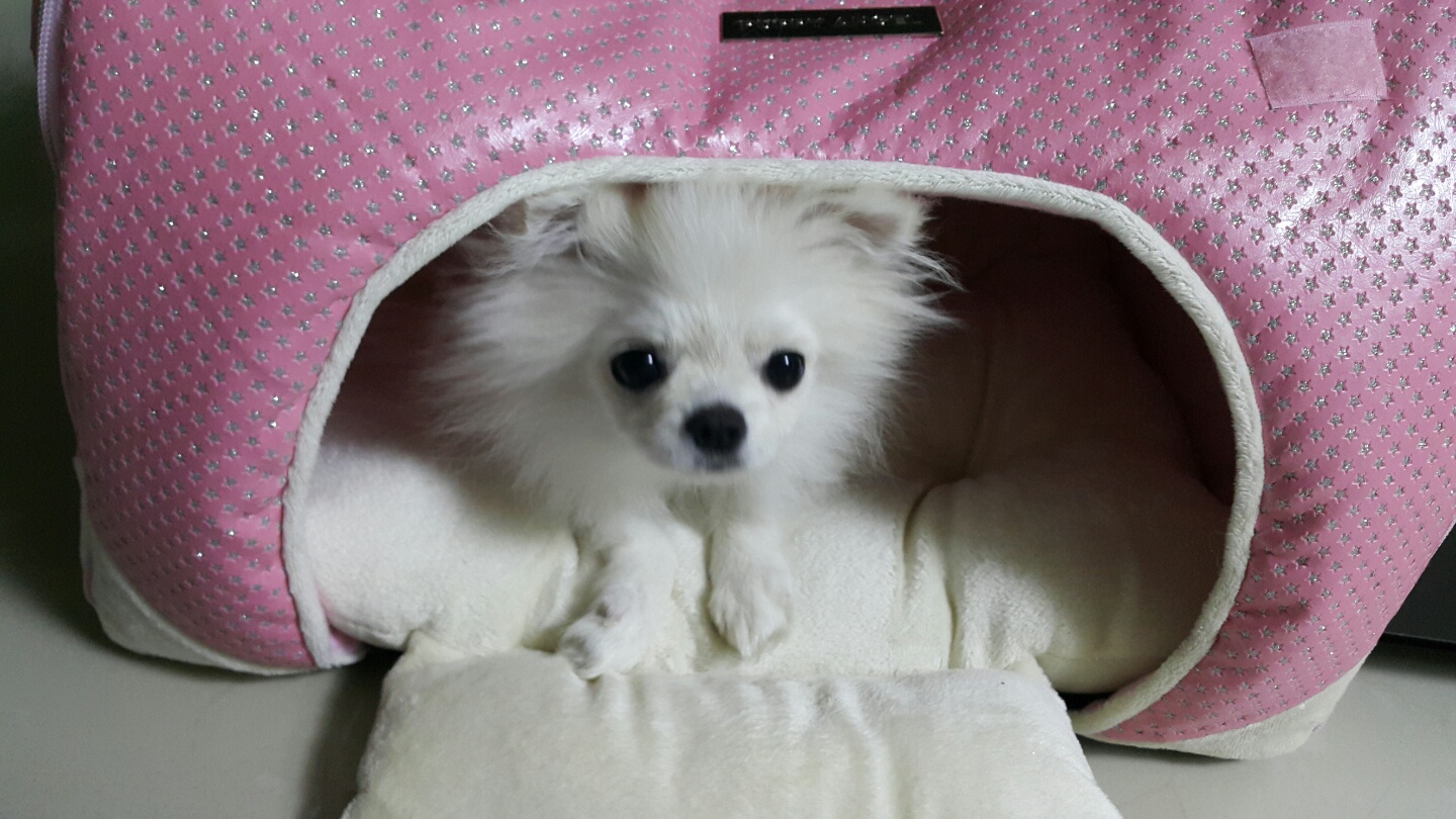 설이 (샤니) 입양 3일차입니다.