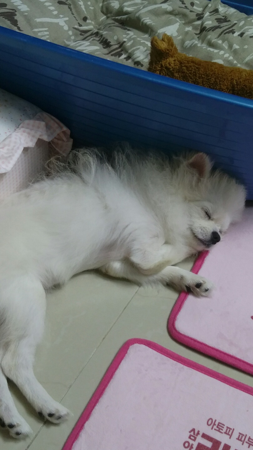 설이 (샤니) 입양 3일차입니다.