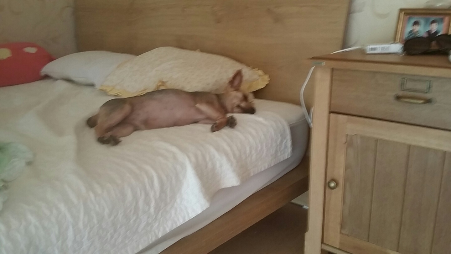 토토 입양후기