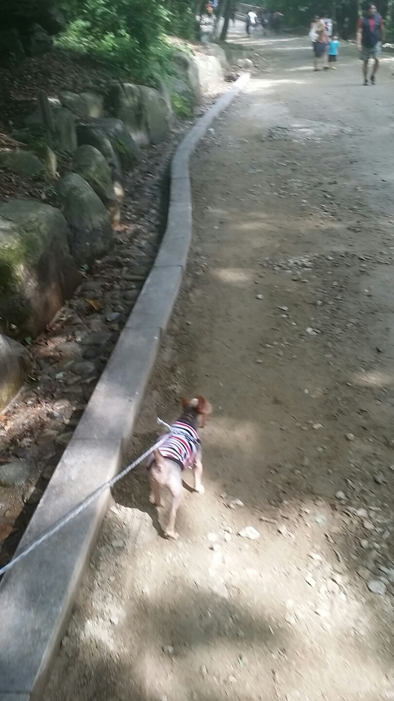 토토 입양후기