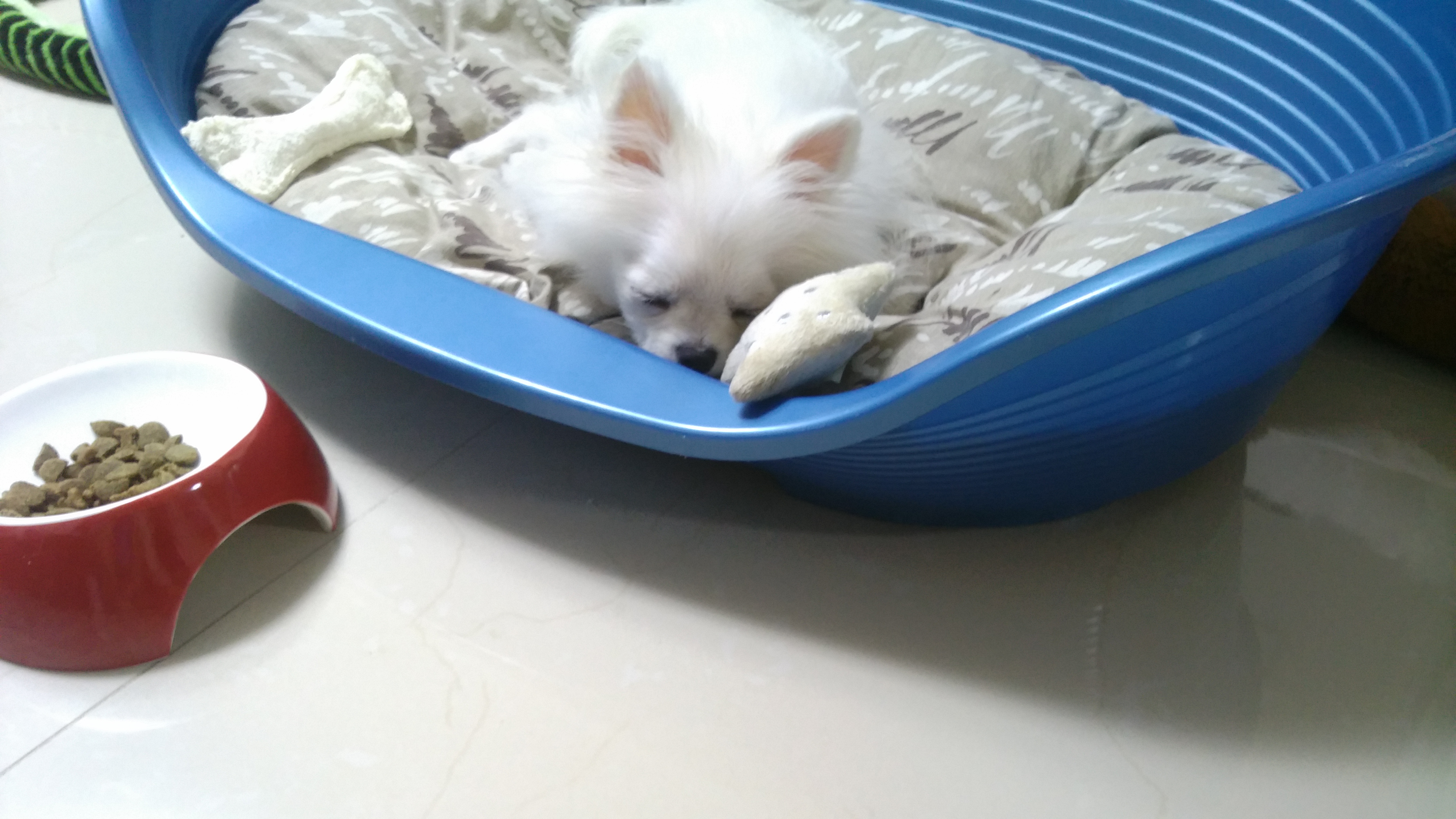 설이 (샤니) 입양 일주일.