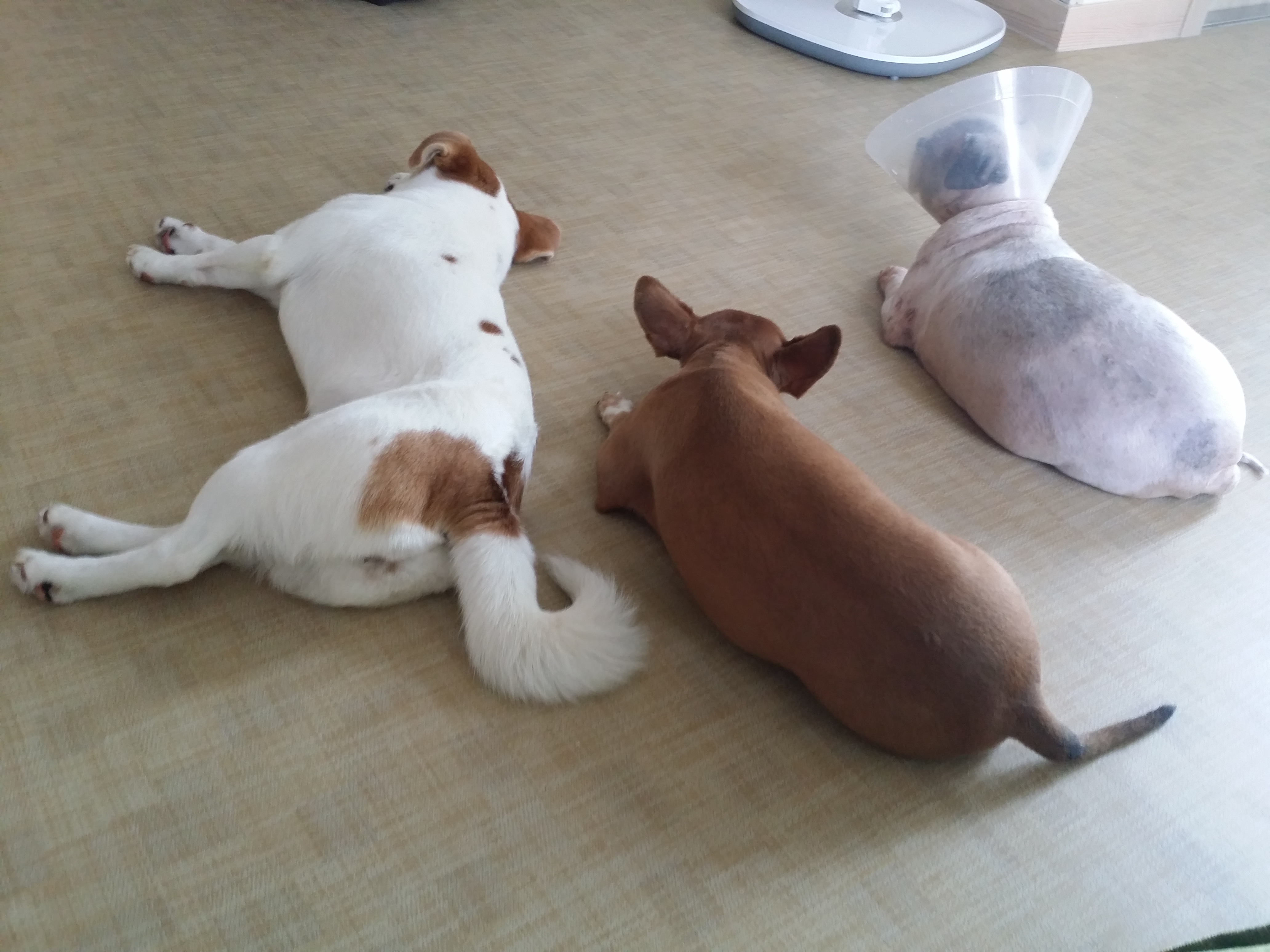 단풍이에요