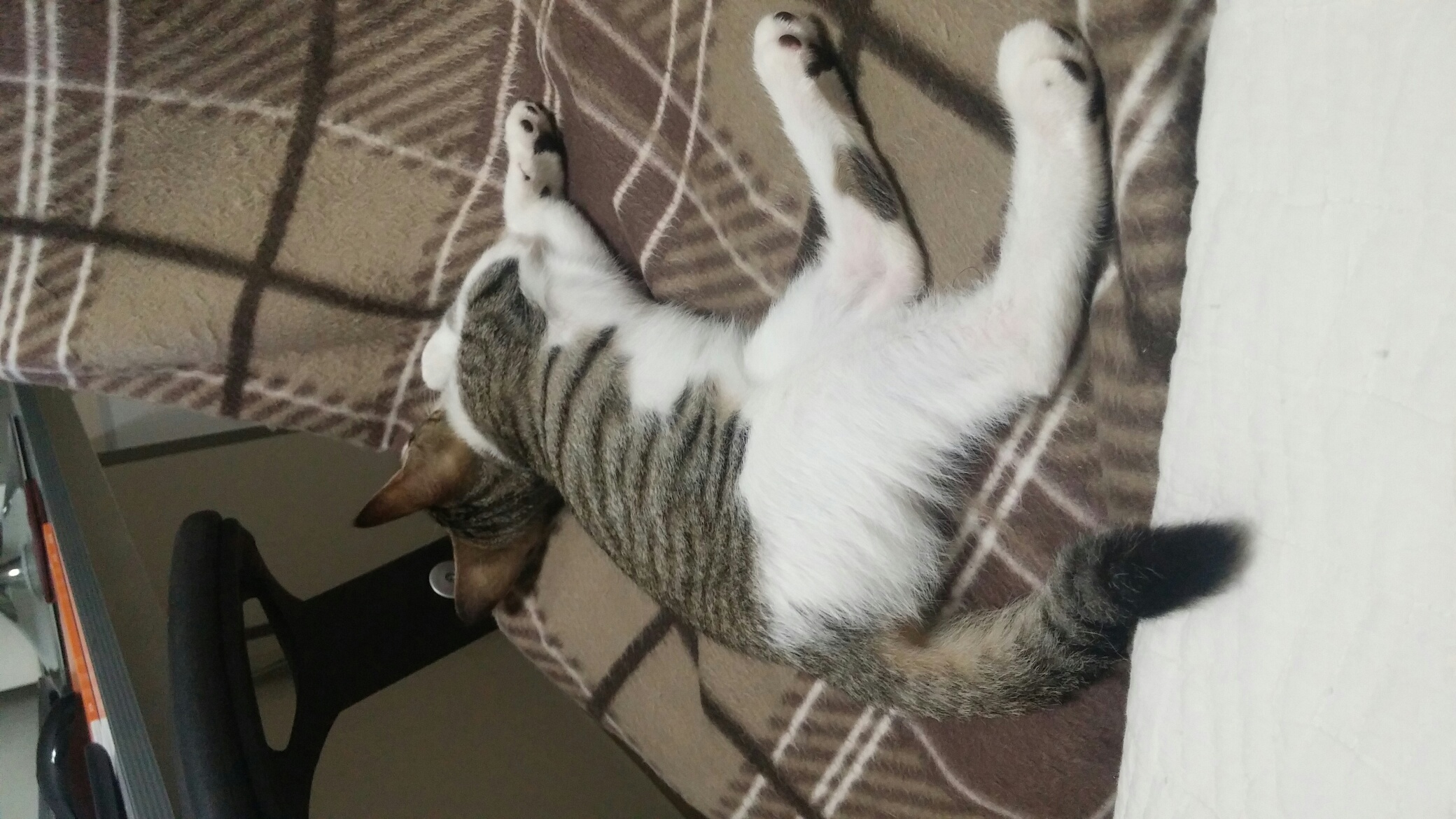냐희 입양 후기(1차)