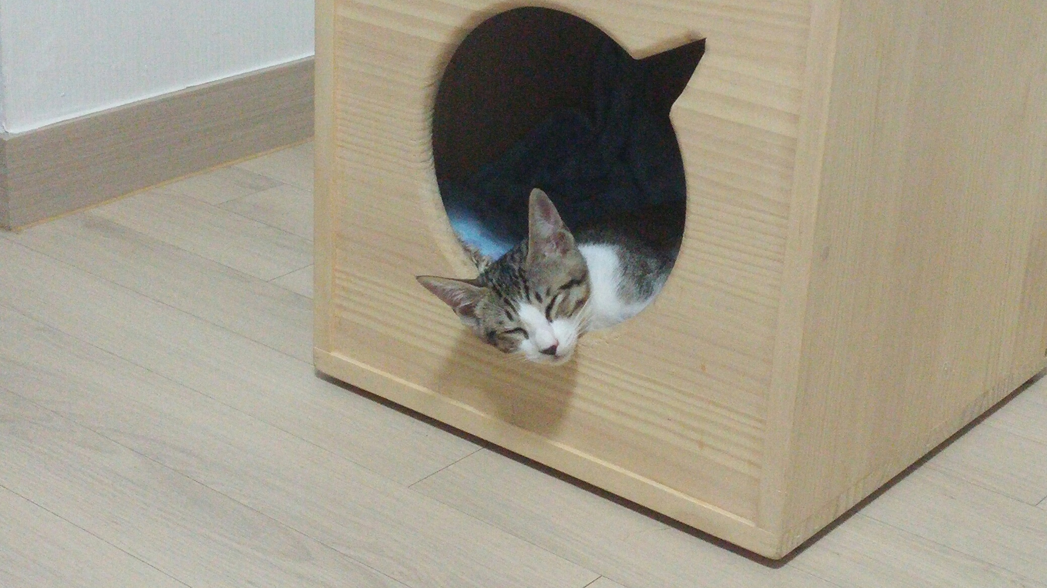 냐희 입양 후기(1차)