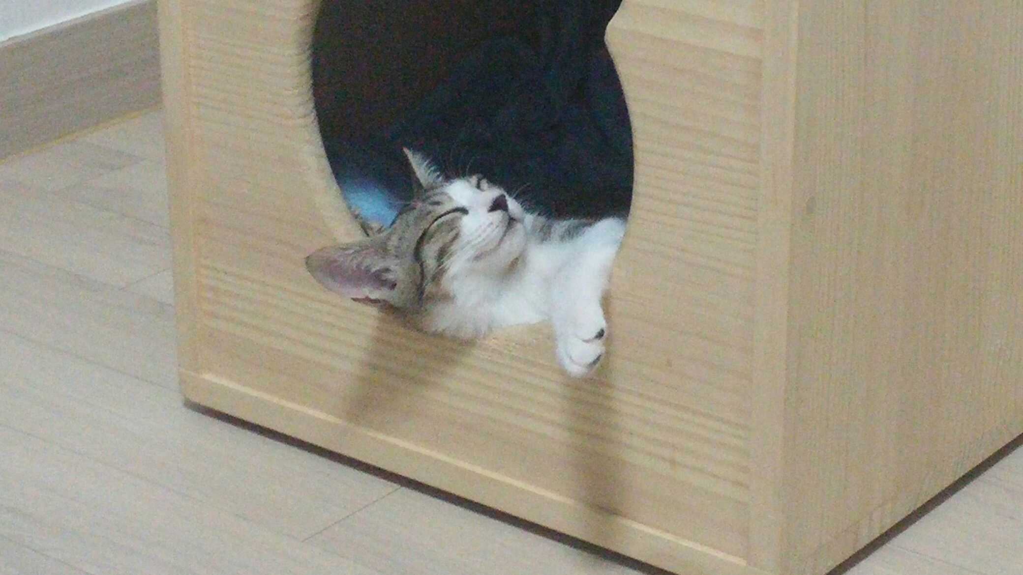 냐희 입양 후기(1차)