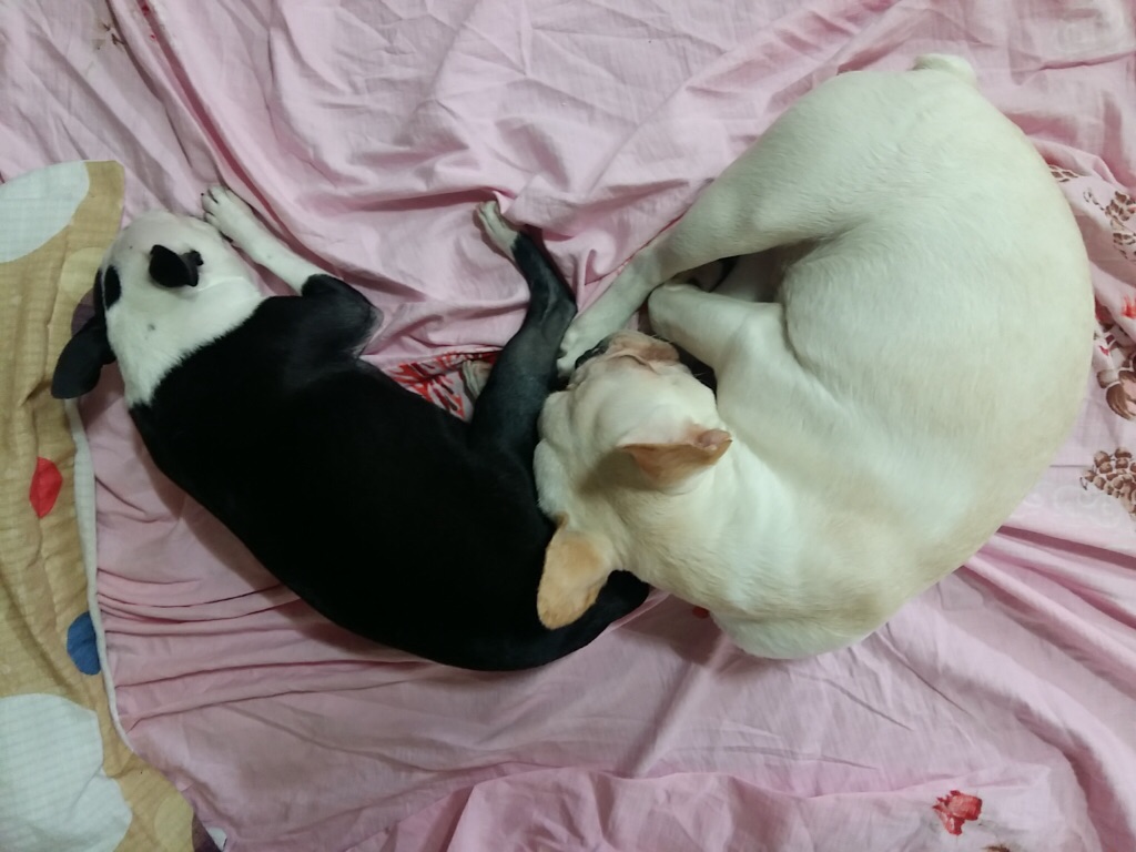 뭉치에서 퐁듀로!!