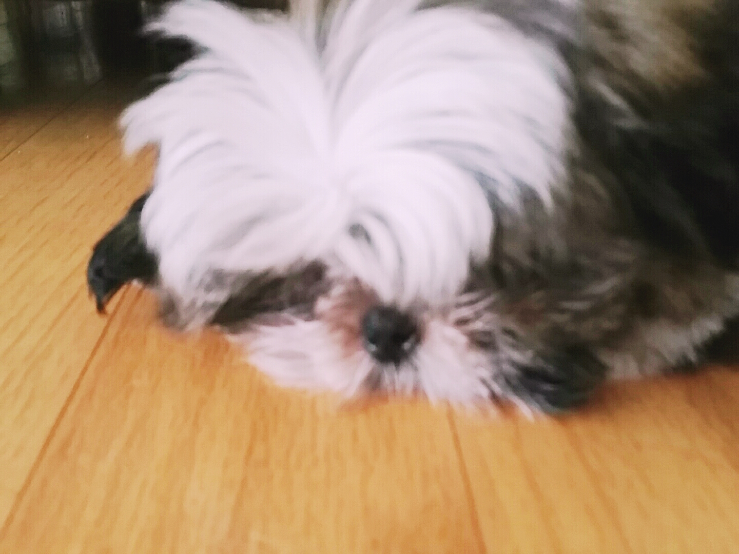 몽글이 후기 올립니다