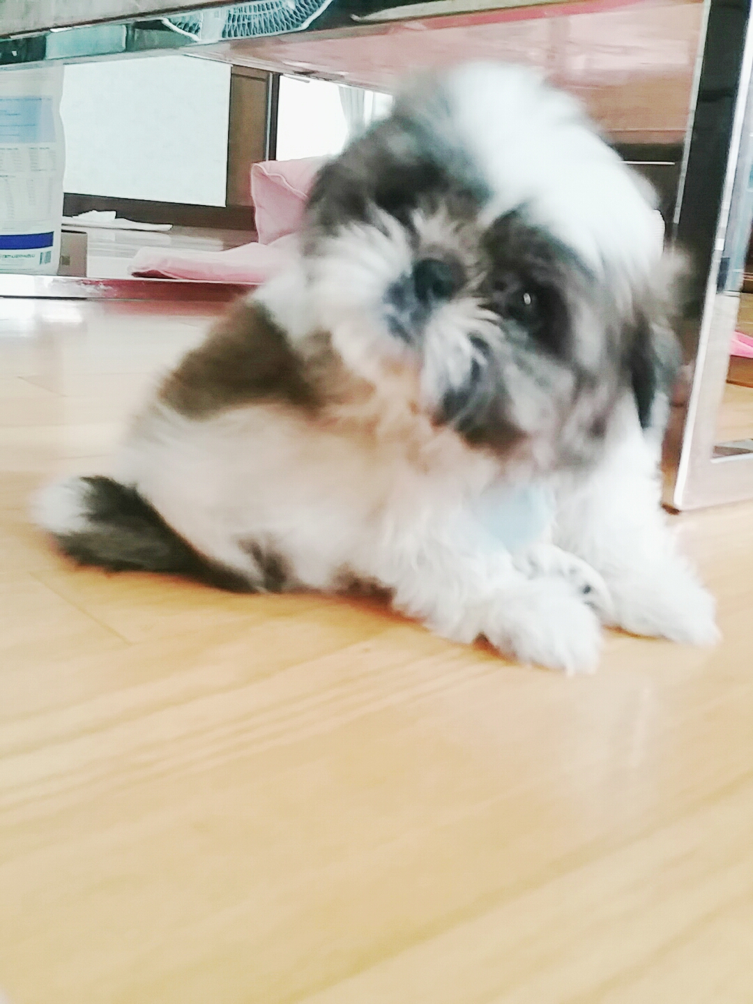 몽글이 후기 올립니다