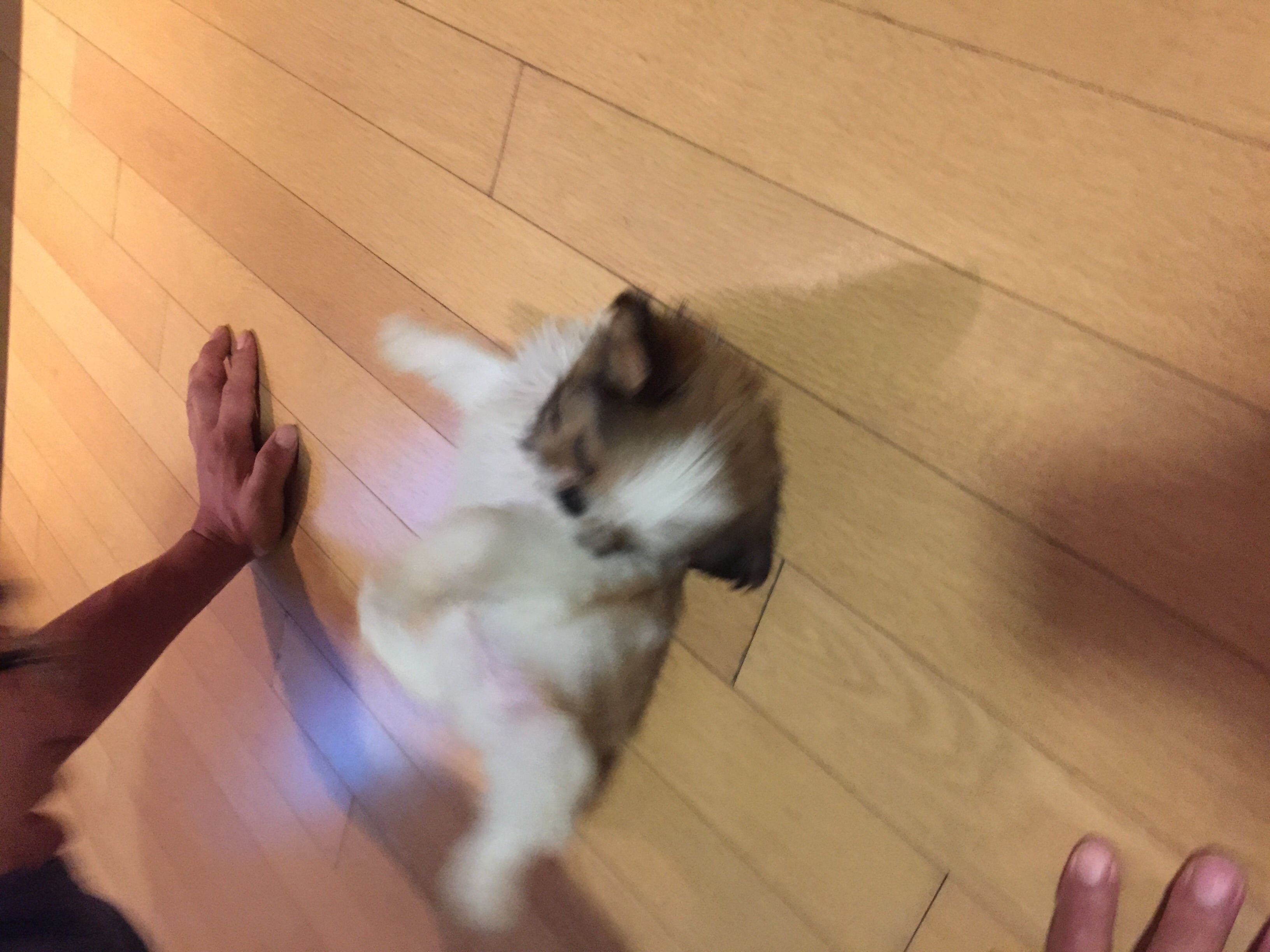 러비(루피)첫번째 입양후기입니다!