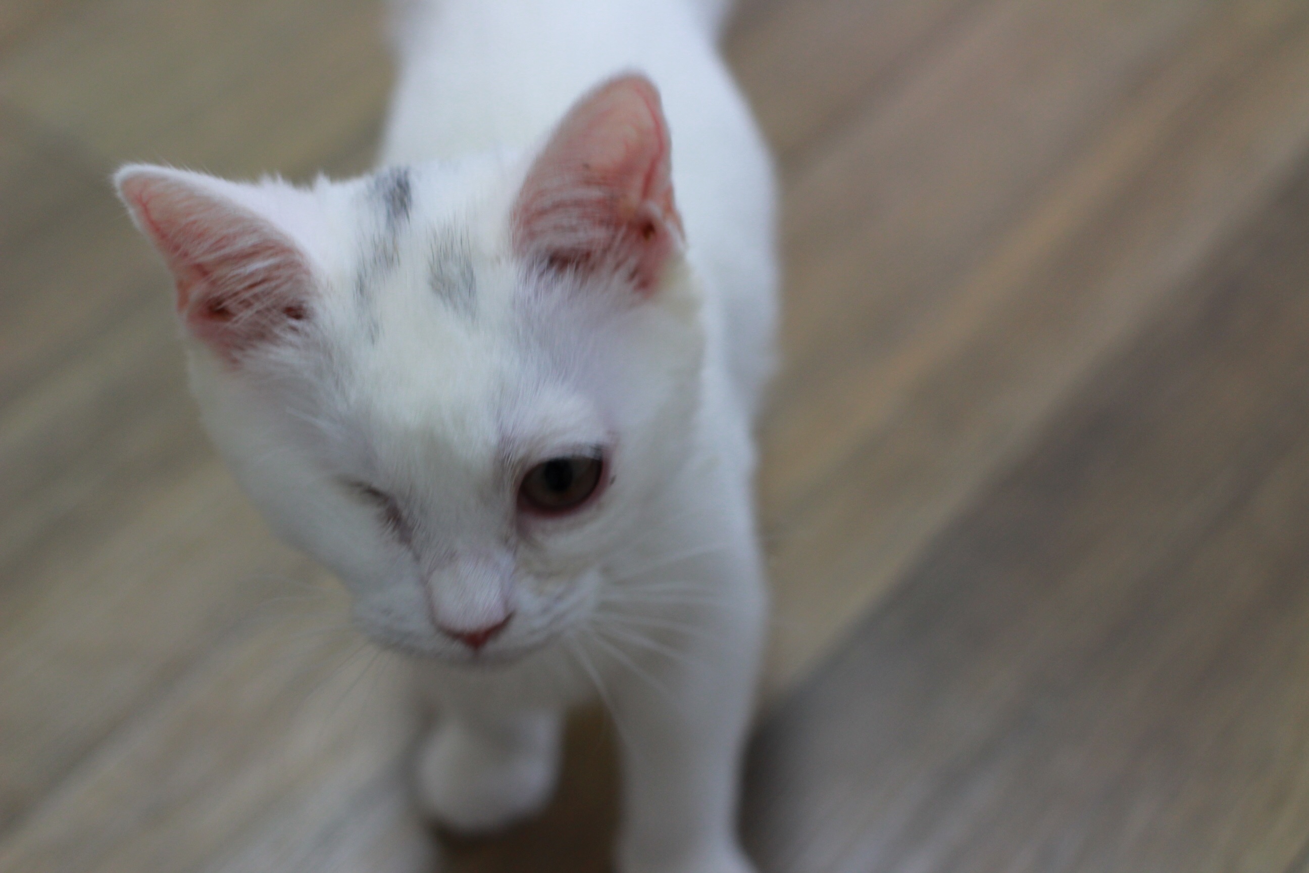 설이 첫후기 올려욤 :-)