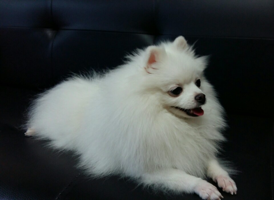 하니(5개월18일차)와 초미(7일차)에요 ^^