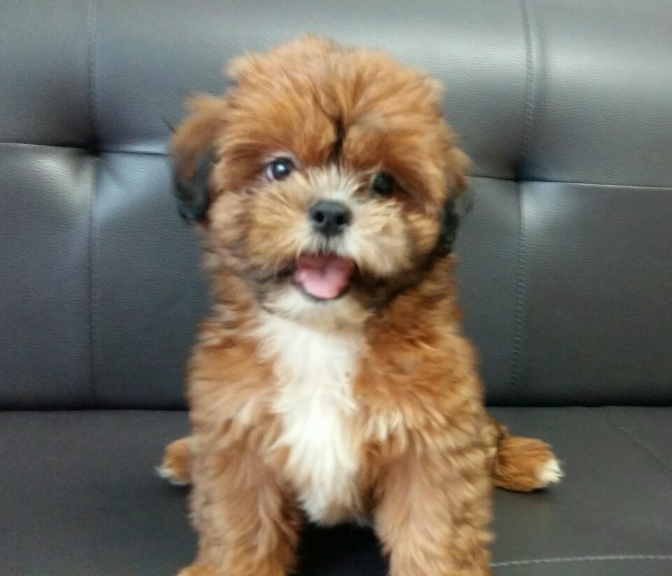 하니(5개월18일차)와 초미(7일차)에요 ^^