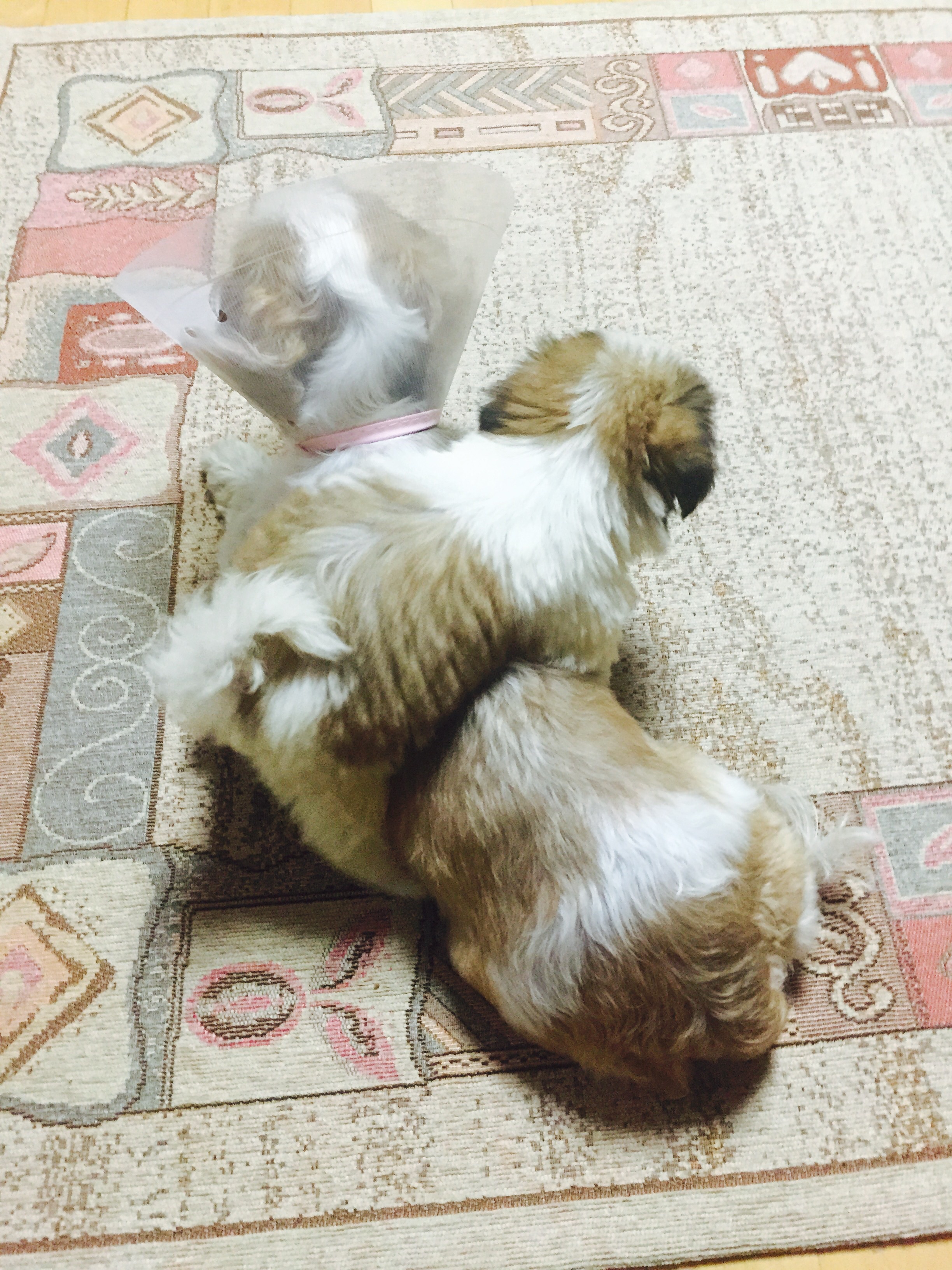 초코(샹디) 첫 입양후기!^^