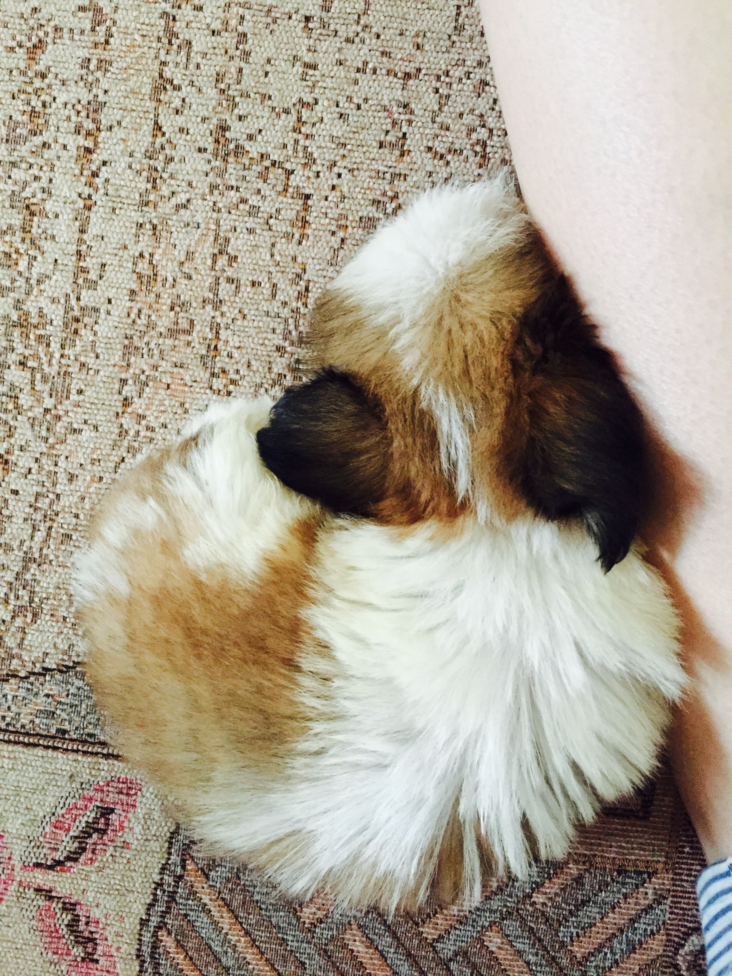 초코(샹디) 첫 입양후기!^^
