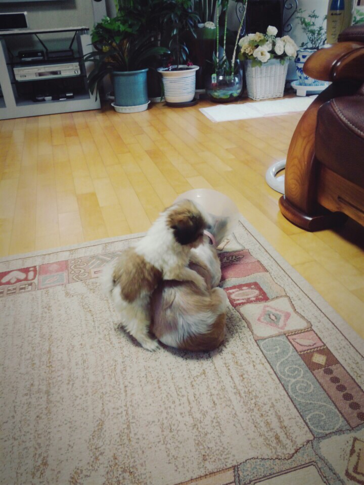 초코(샹디) 첫 입양후기!^^