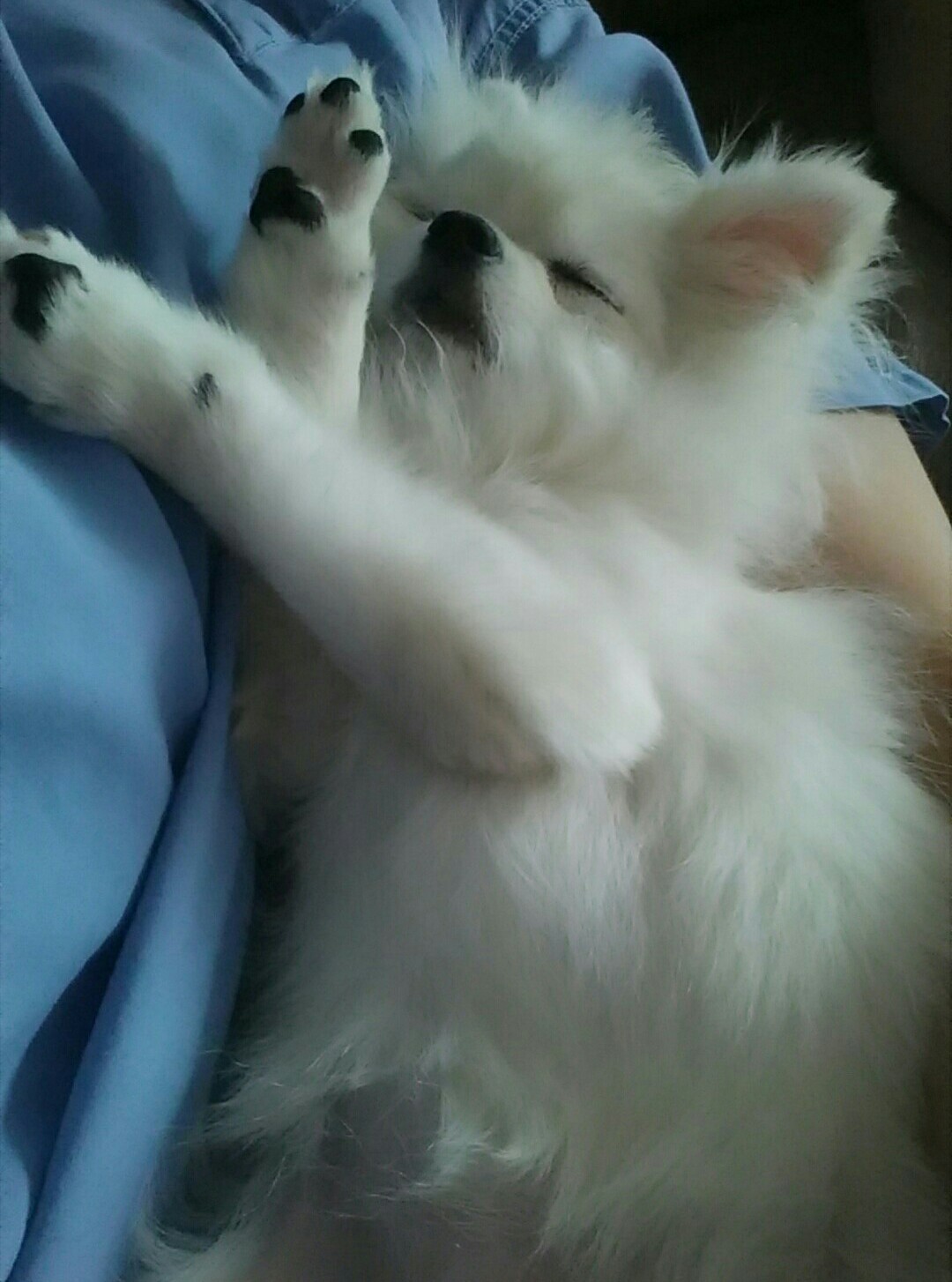 설이 (샤니) 입양 한달이여요!!