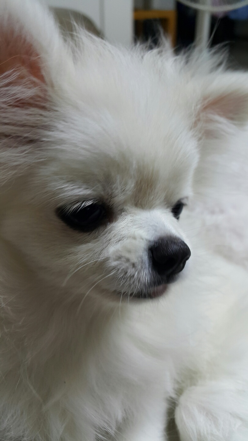 설이 (샤니) 입양 한달이여요!!