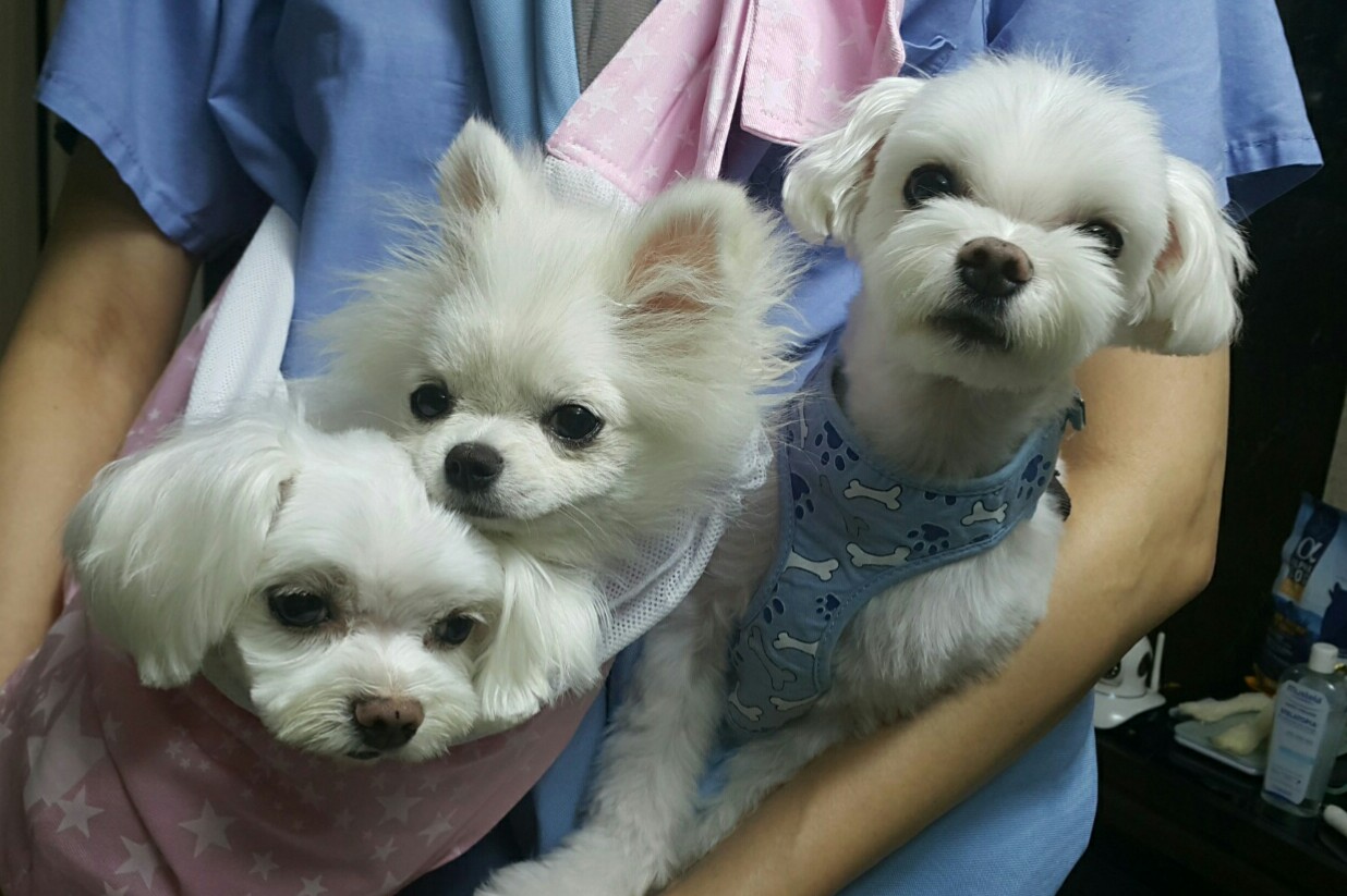 설이 (샤니) 입양 한달이여요!!