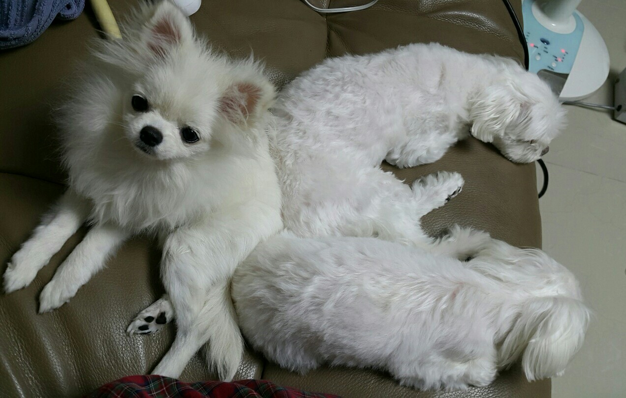 설이 (샤니) 입양 한달이여요!!