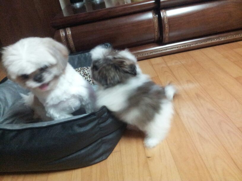 몽글이 잘 지내고 있어요~~