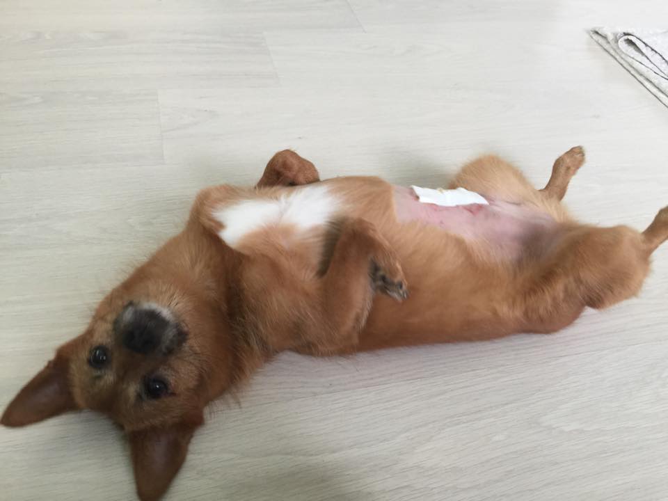 태양이, 담비 근황