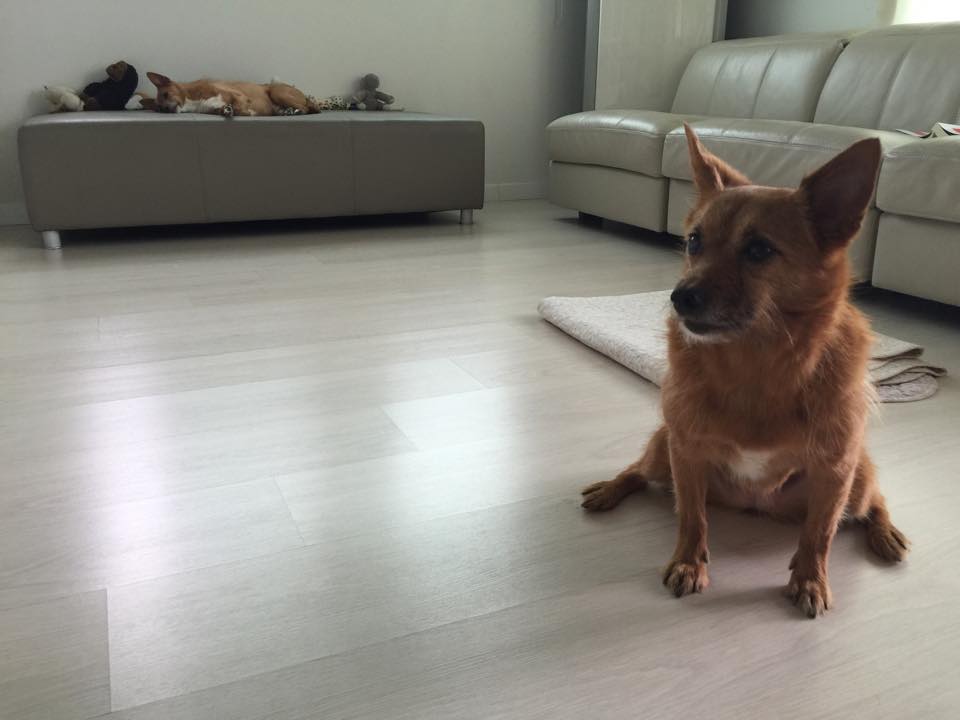 태양이, 담비 근황
