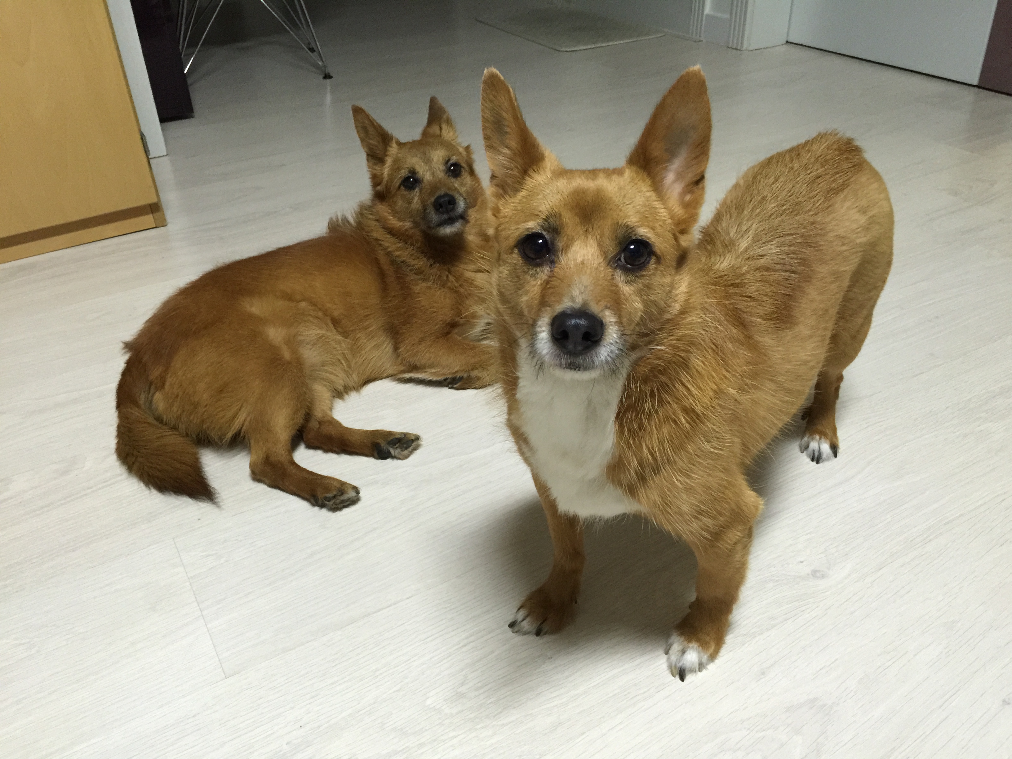태양이, 담비 근황 3