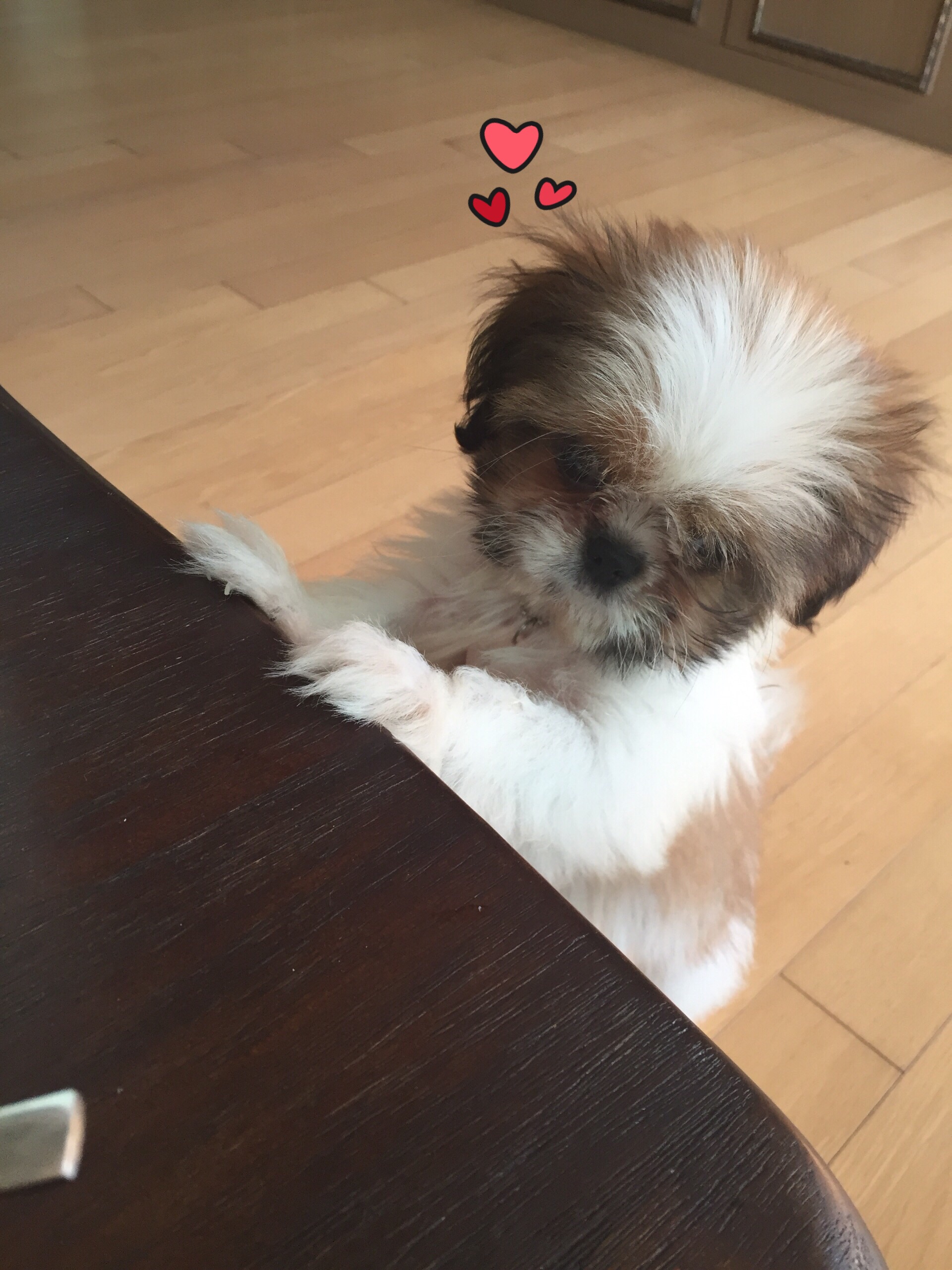 루피(러비)의 한달째 후기~~!