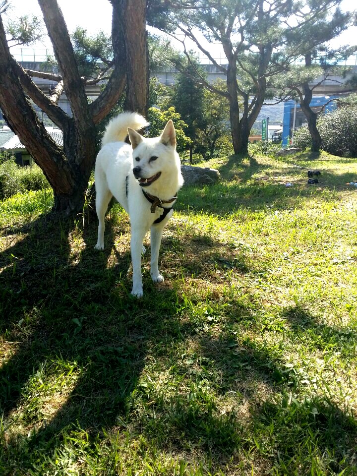 은비(단추) 집에 온지 한달이 되어가네요.