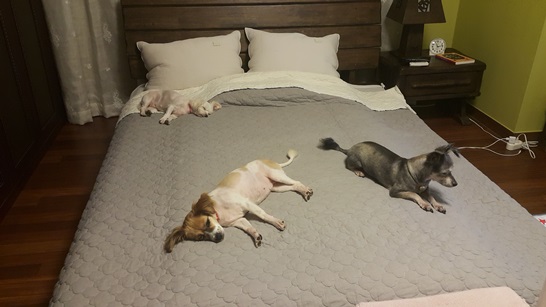 보리(노바)너무 적응 잘 하고 있네요^^